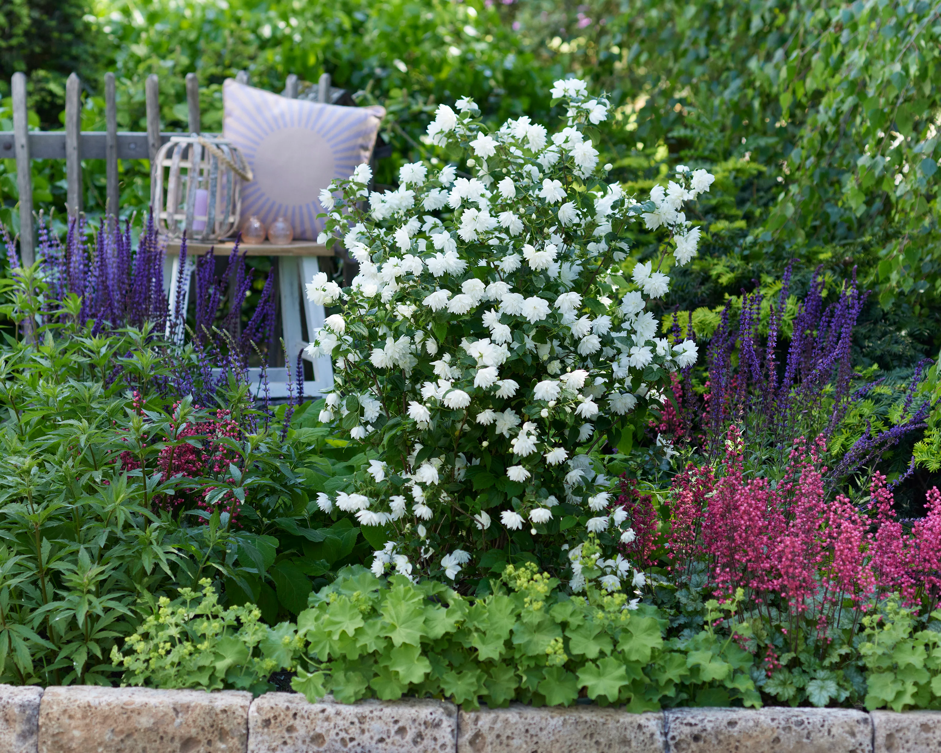 Philadelphus 'Pearls of Perfume' - Image 4
