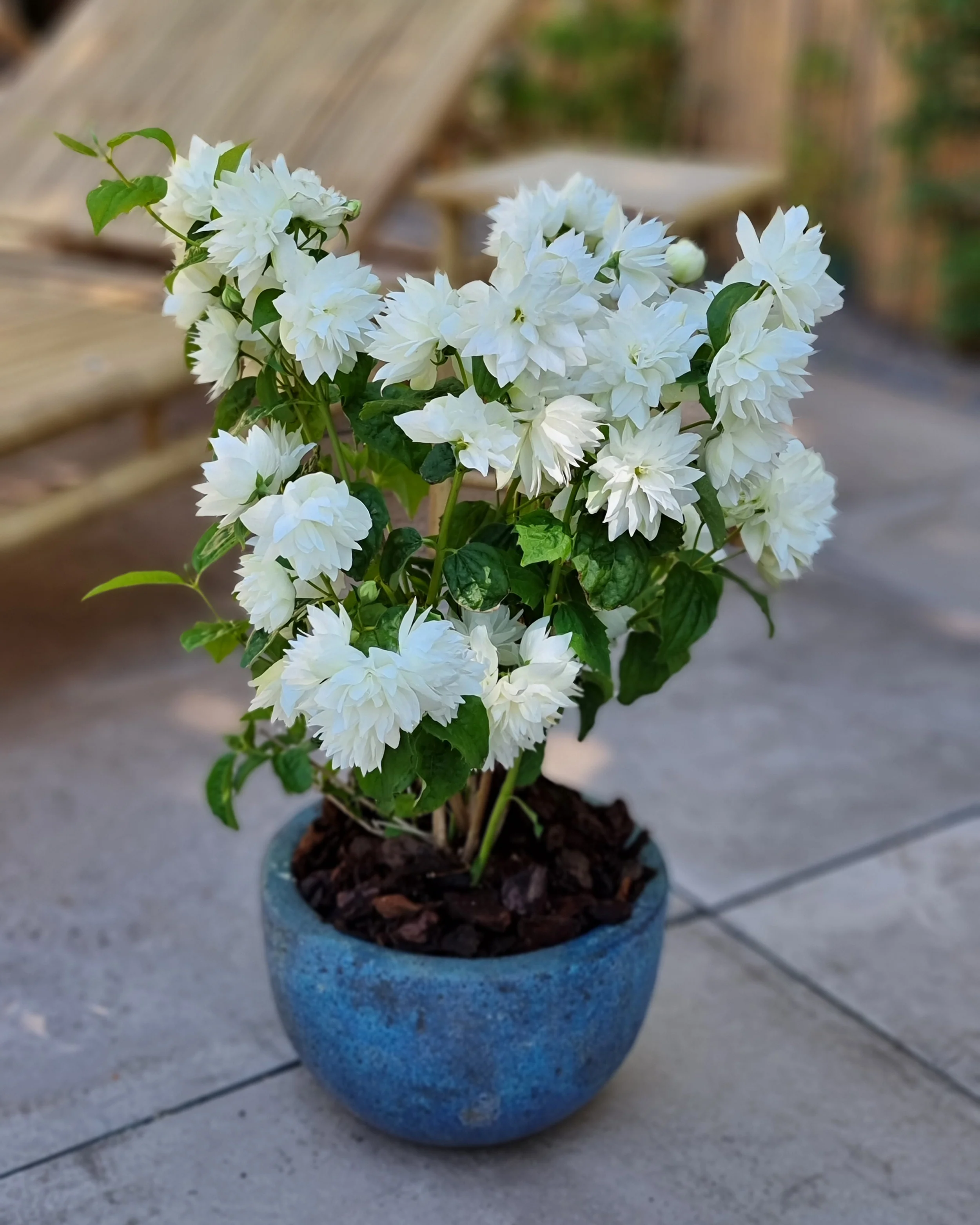 Philadelphus 'Pearls of Perfume' - Image 8