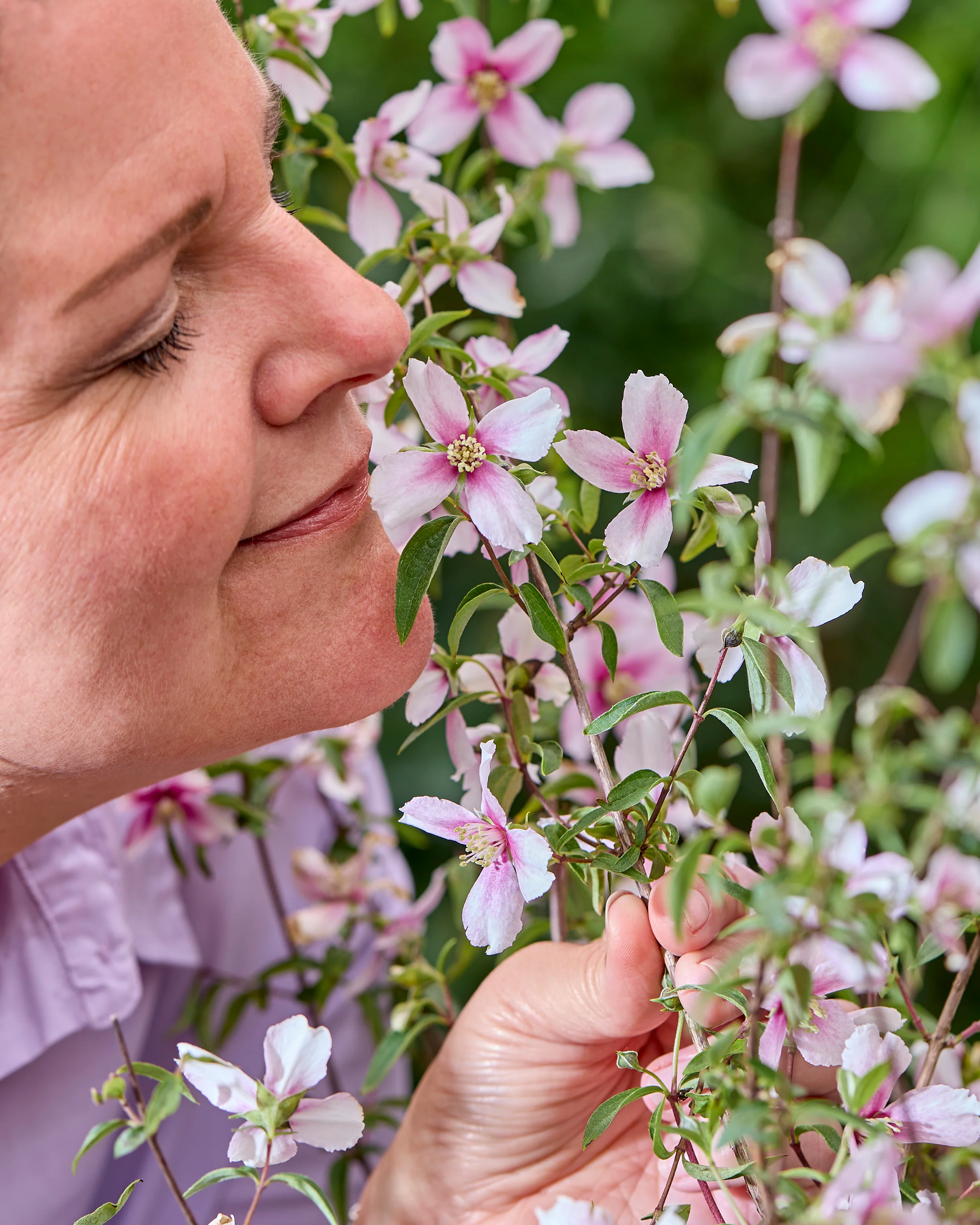 Philadelphus 'Petite Perfume Pink' - Image 3