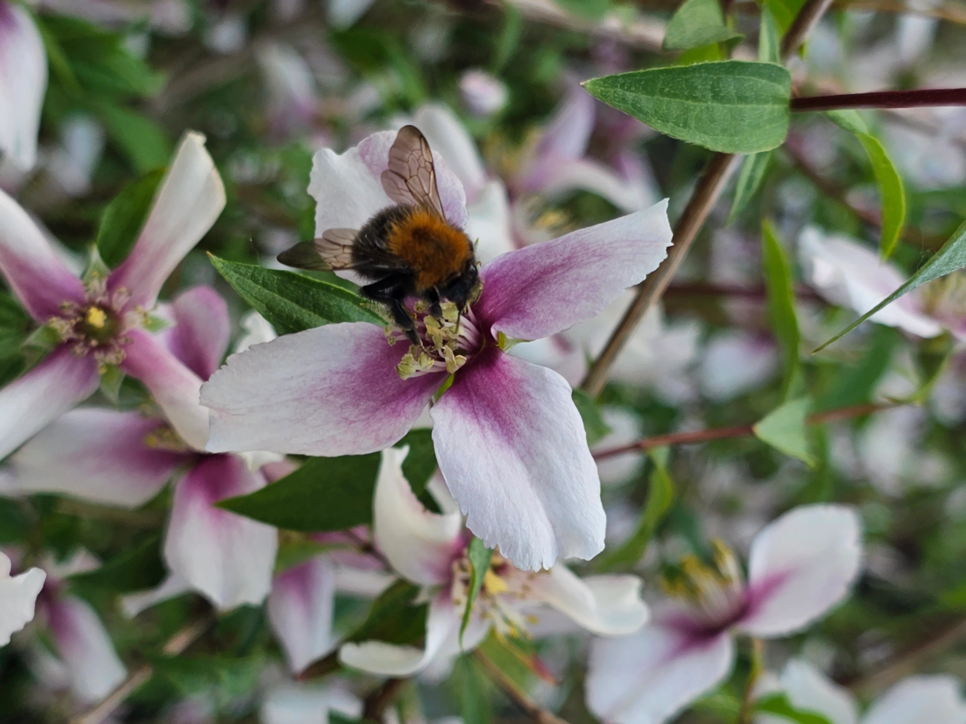 Philadelphus 'Petite Perfume Pink' - Image 7