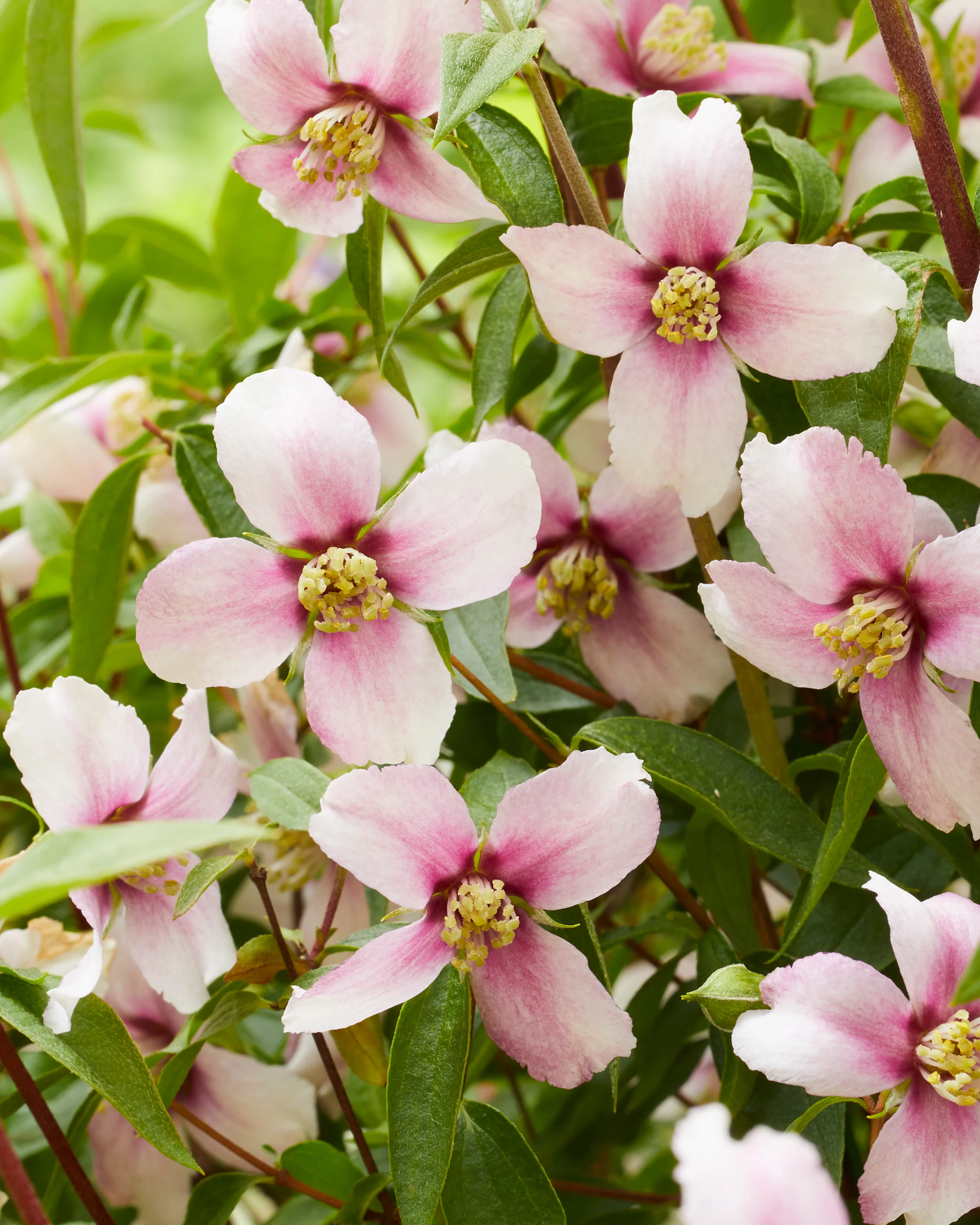 Philadelphus 'Petite Perfume Pink' - Image 9