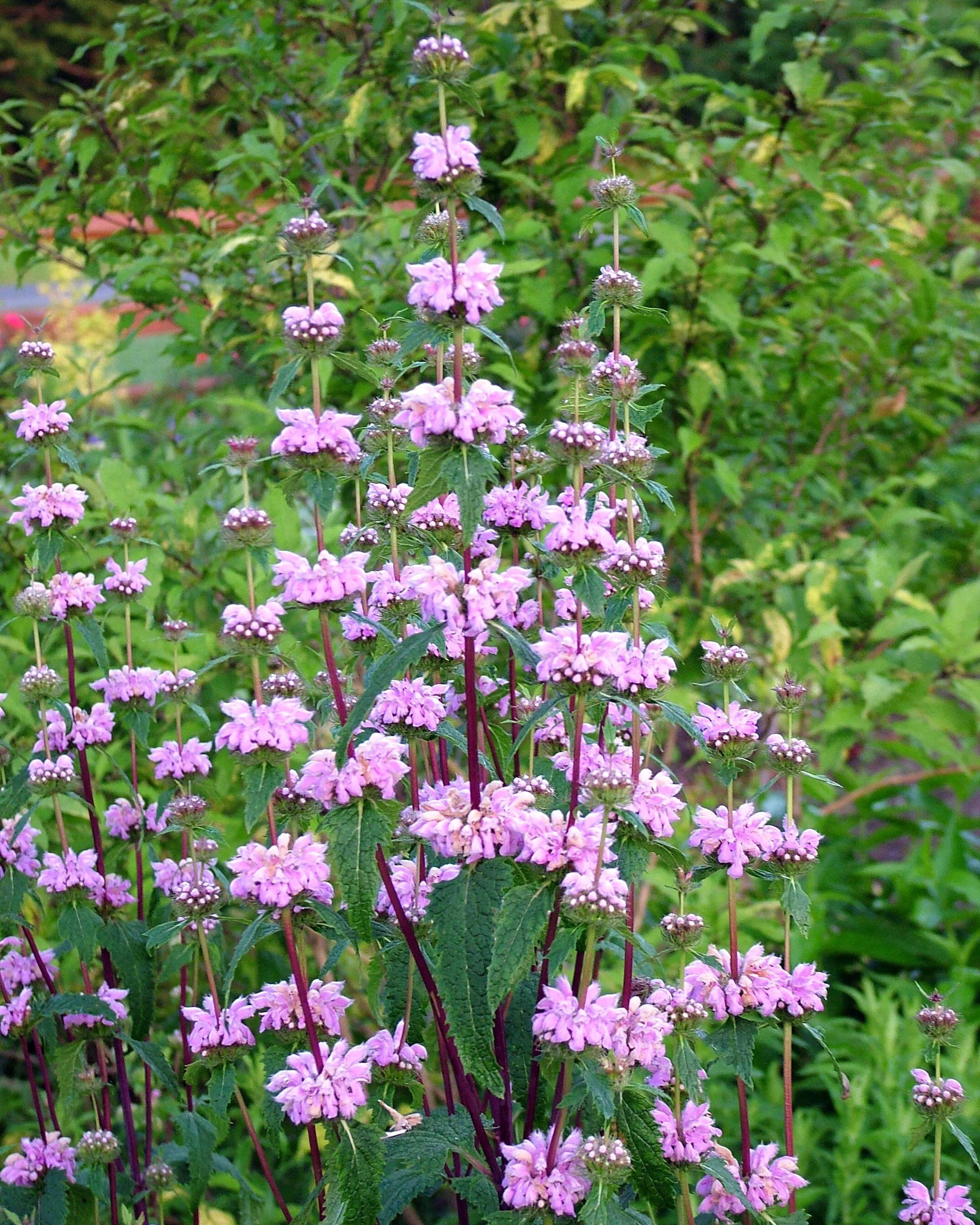Phlomis 'Bronze Flamingo' - Image 2