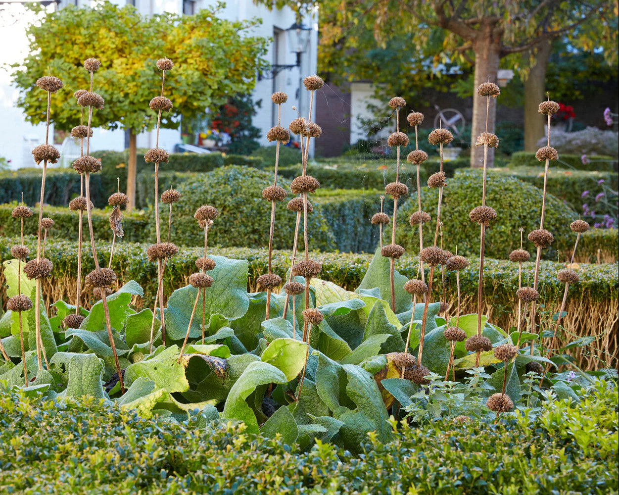 Phlomis 'Bronze Flamingo' - Image 4