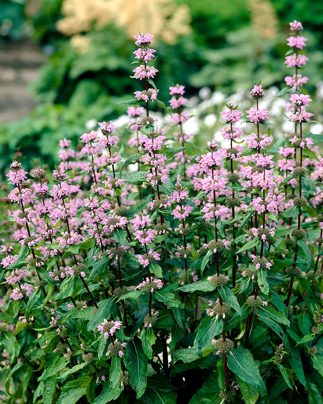 Phlomis 'Bronze Flamingo' - Image 5