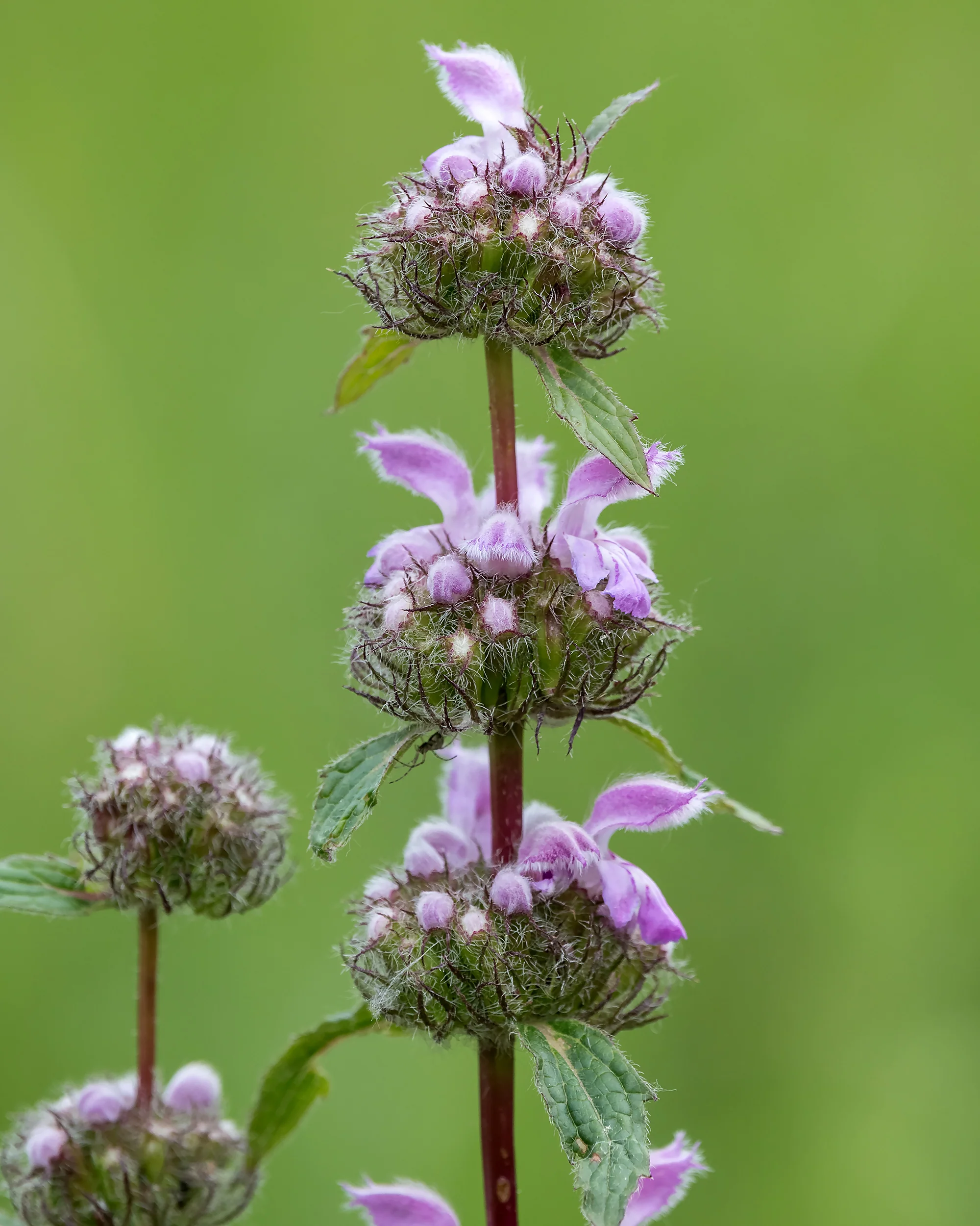 Phlomis 'Bronze Flamingo' - Image 7