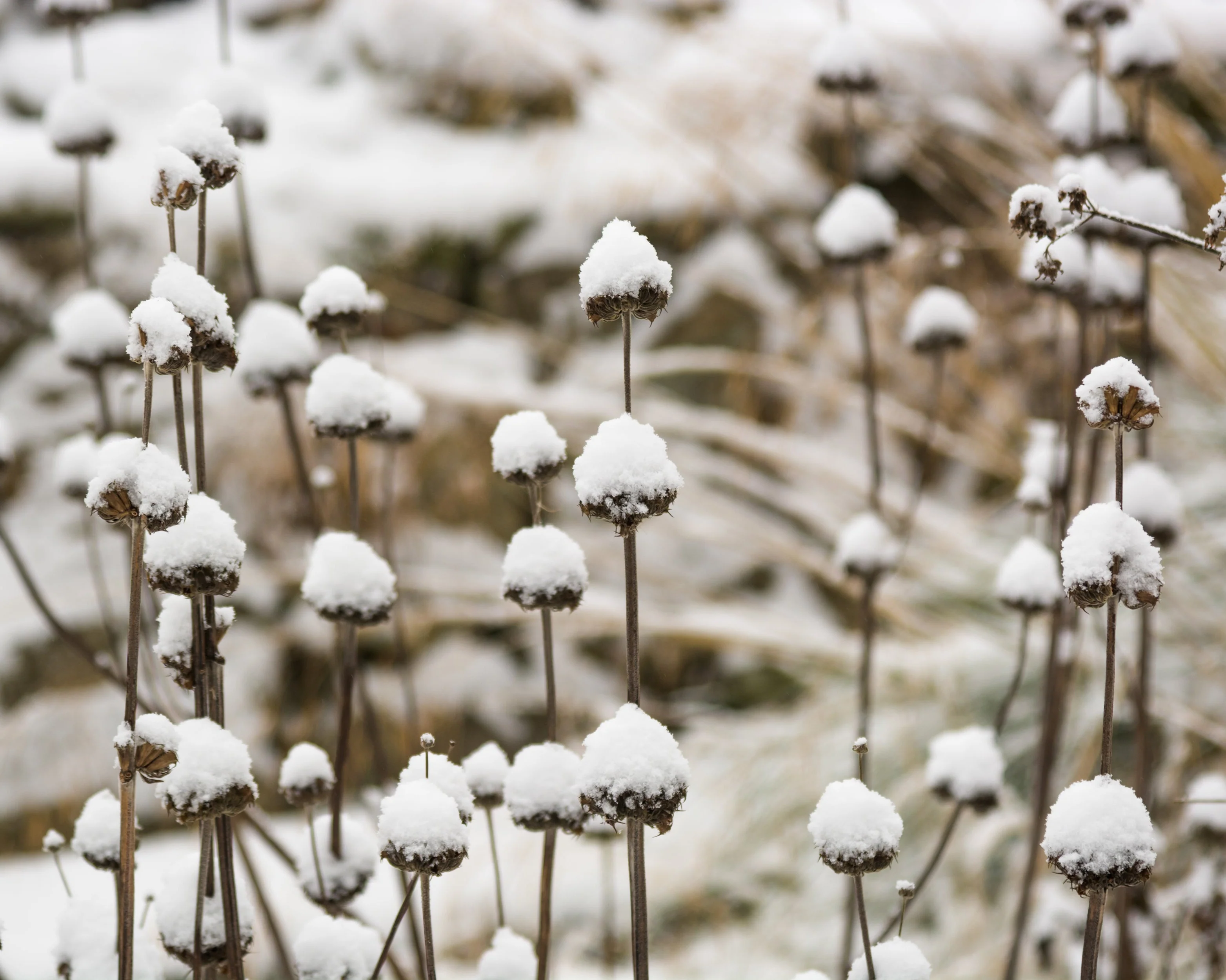 Phlomis russeliana - Image 10