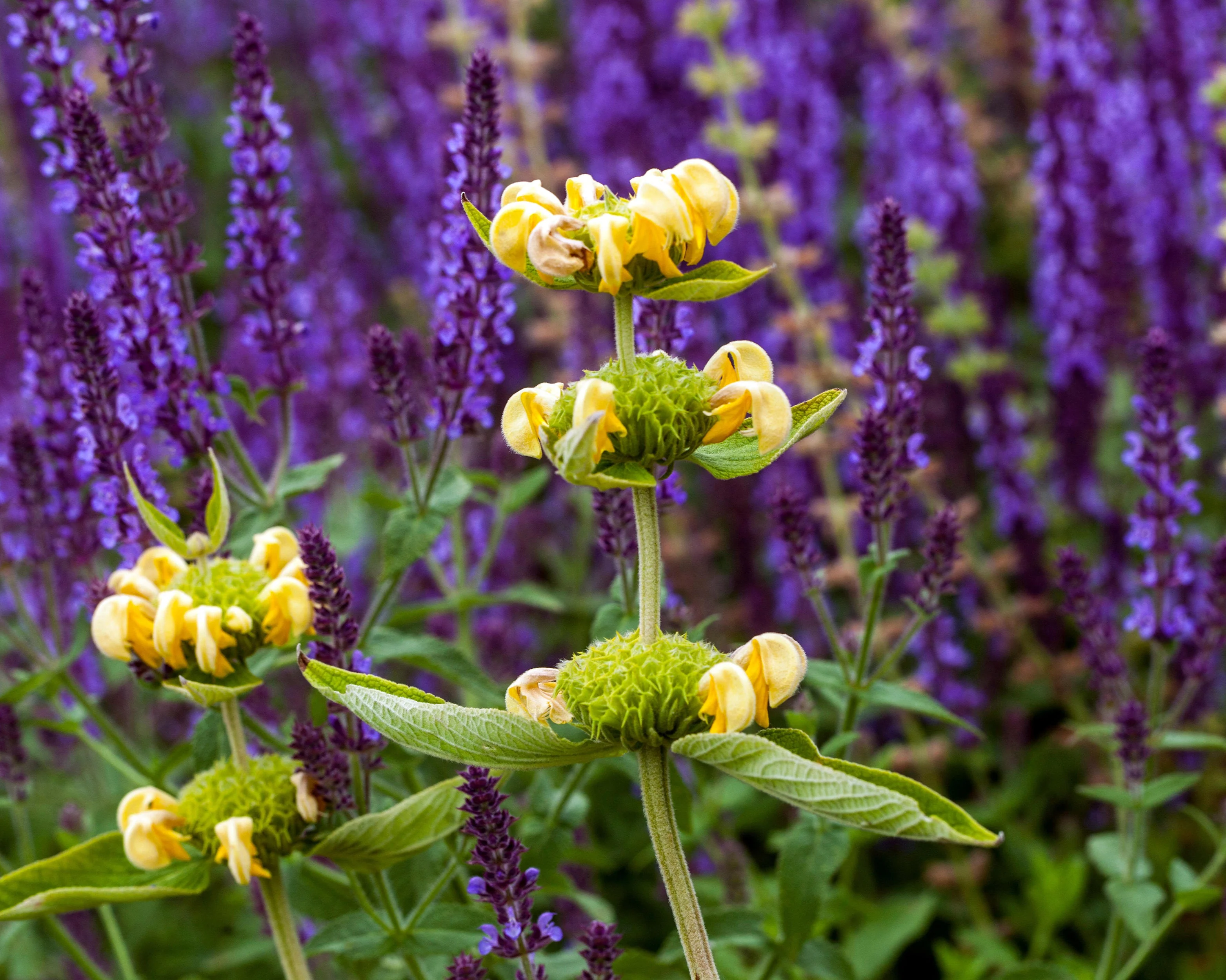 Phlomis russeliana - Image 12