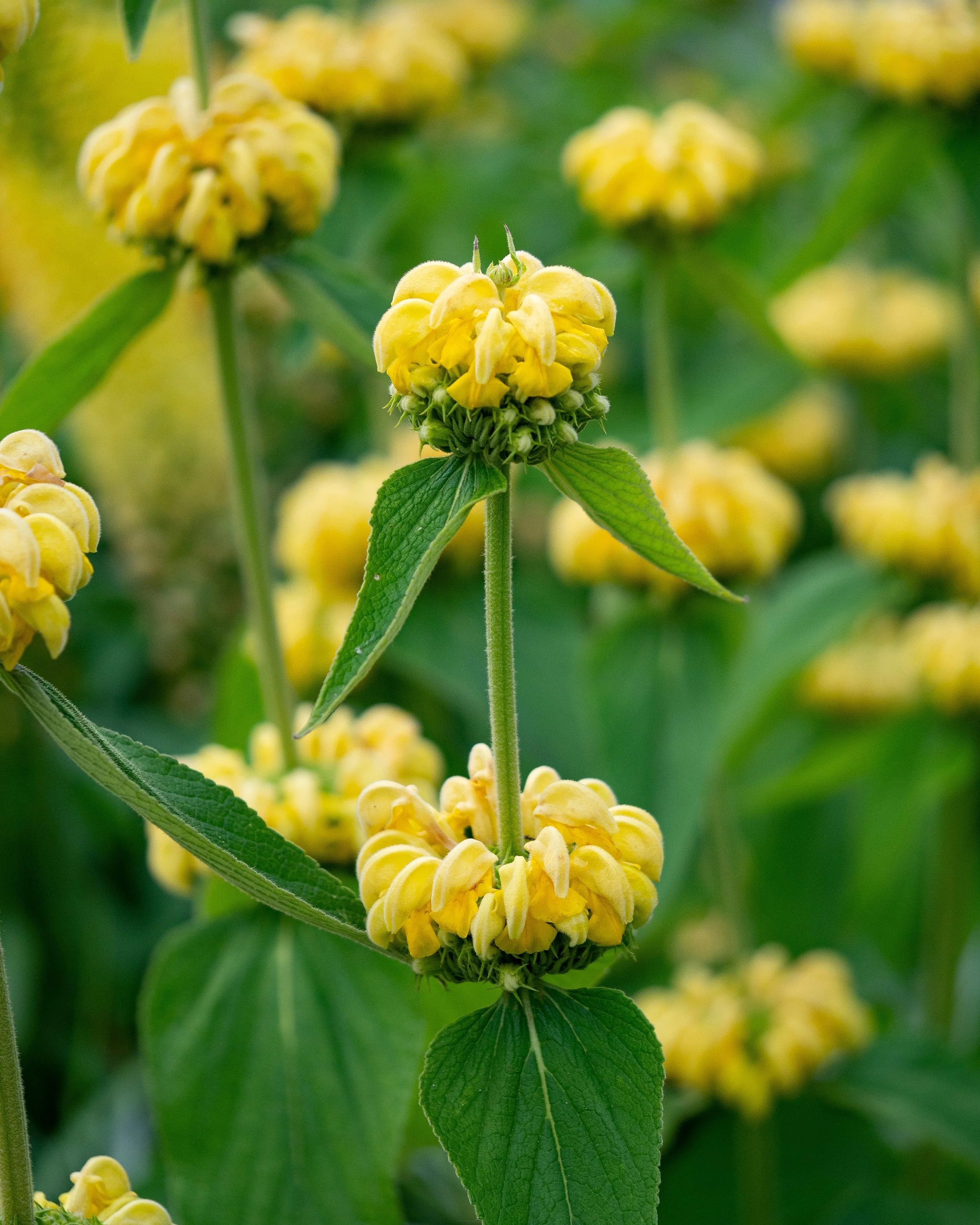 Phlomis russeliana - Image 2
