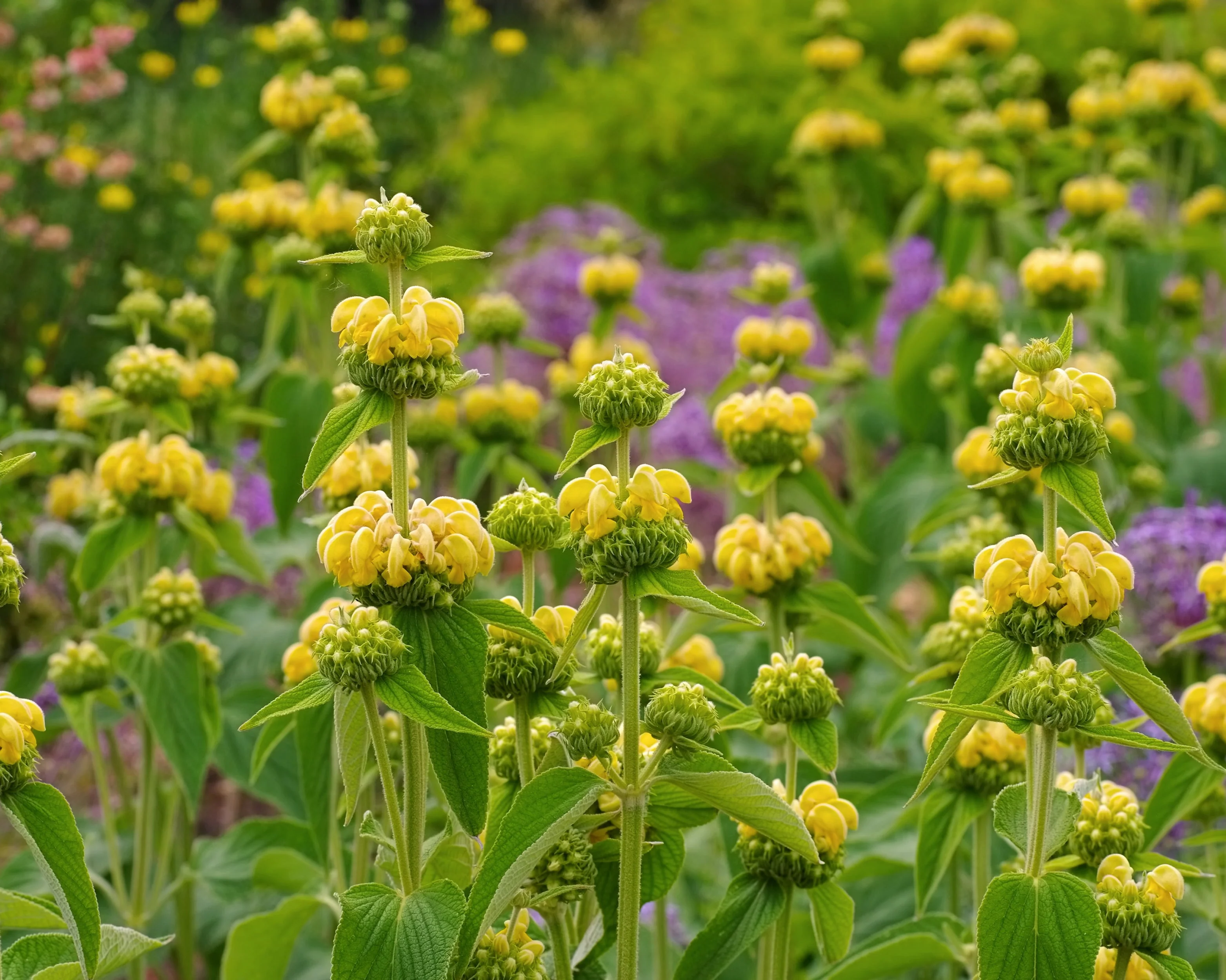 Phlomis russeliana - Image 3
