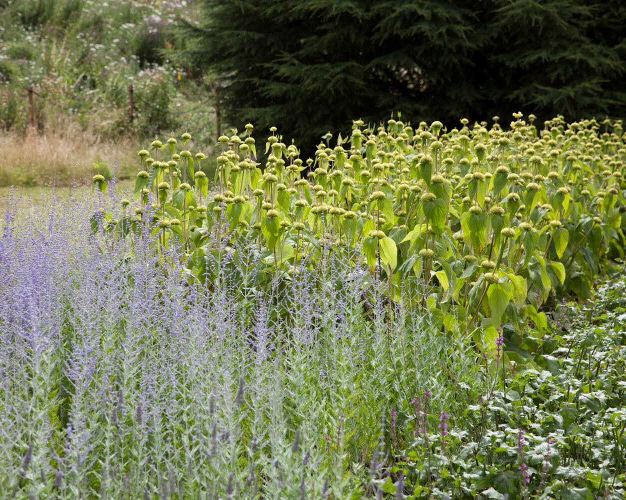 Phlomis russeliana - Image 4