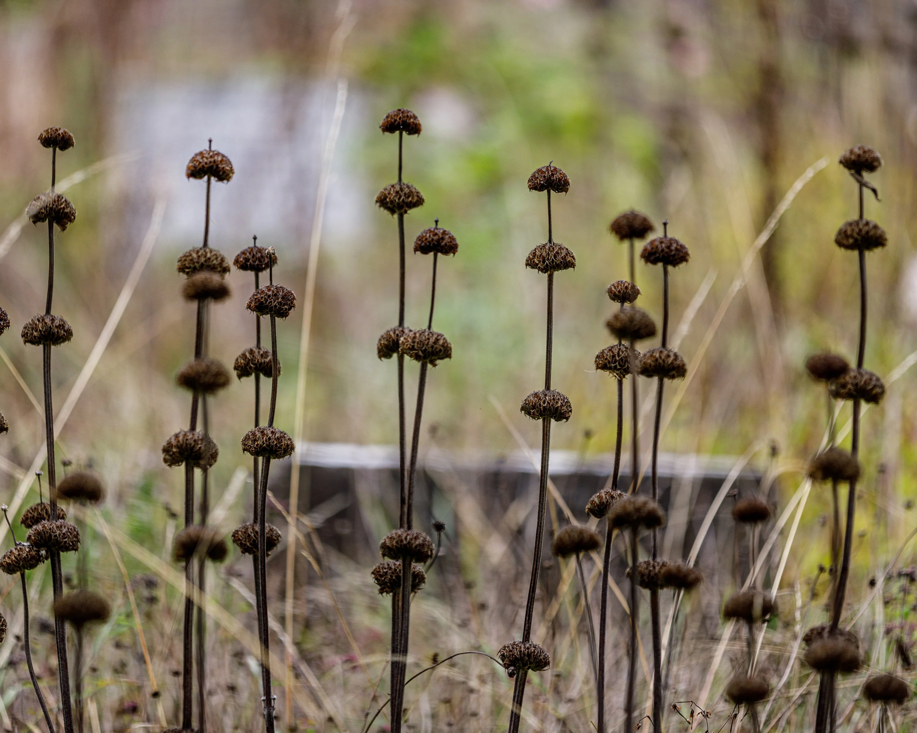 Phlomis russeliana - Image 8