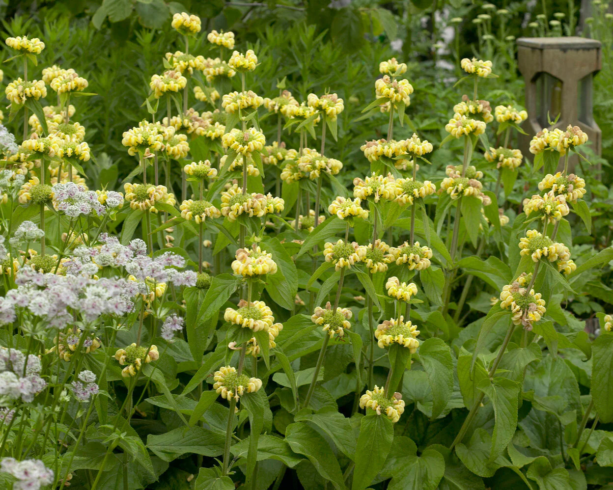Phlomis russeliana - Image 9