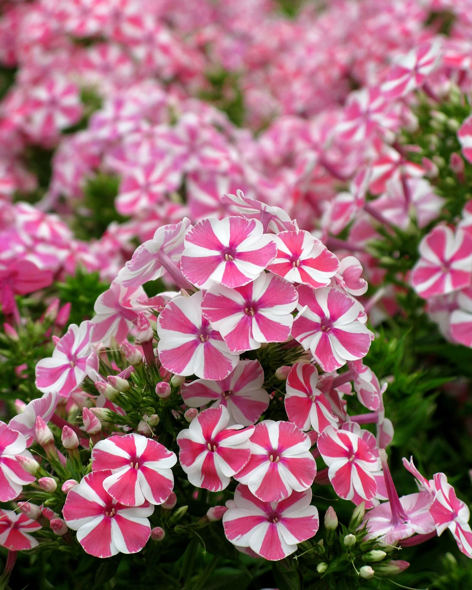 Phlox 'Bambini Candy Crush' - Image 2