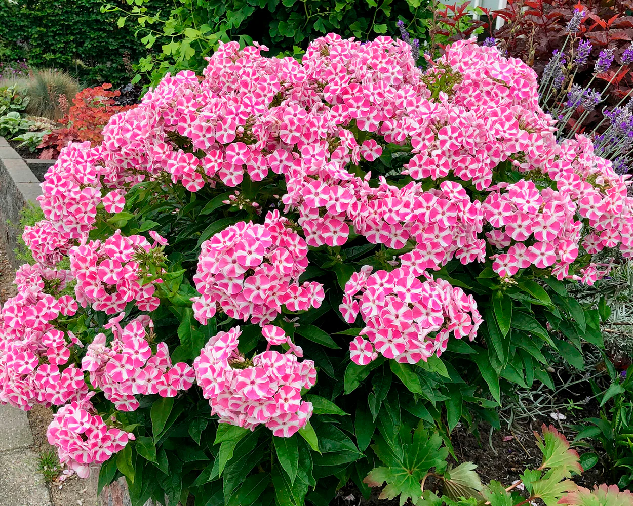 Phlox 'Bambini Candy Crush' - Image 3
