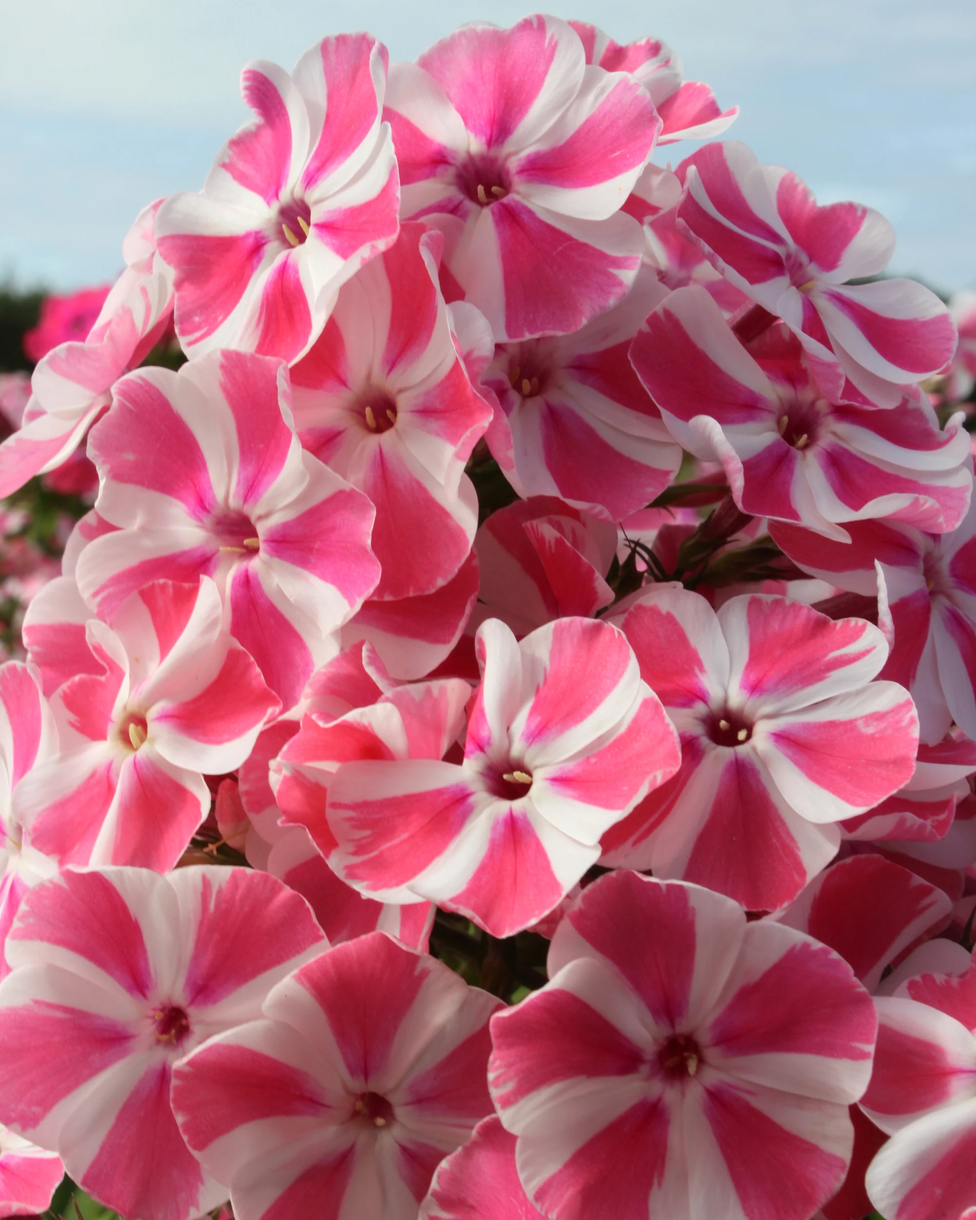 Phlox 'Bambini Candy Crush' - Image 5