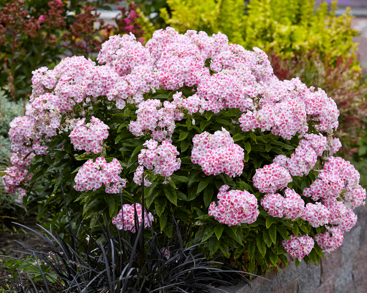 Phlox 'Bambini Candy Crush' - Image 6