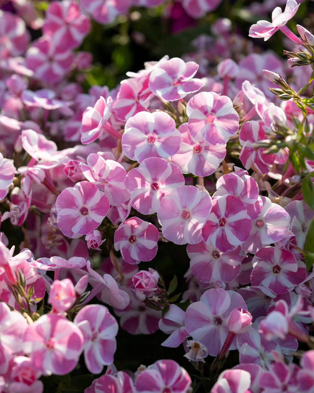 Phlox 'Bambini Candy Crush' - Image 7