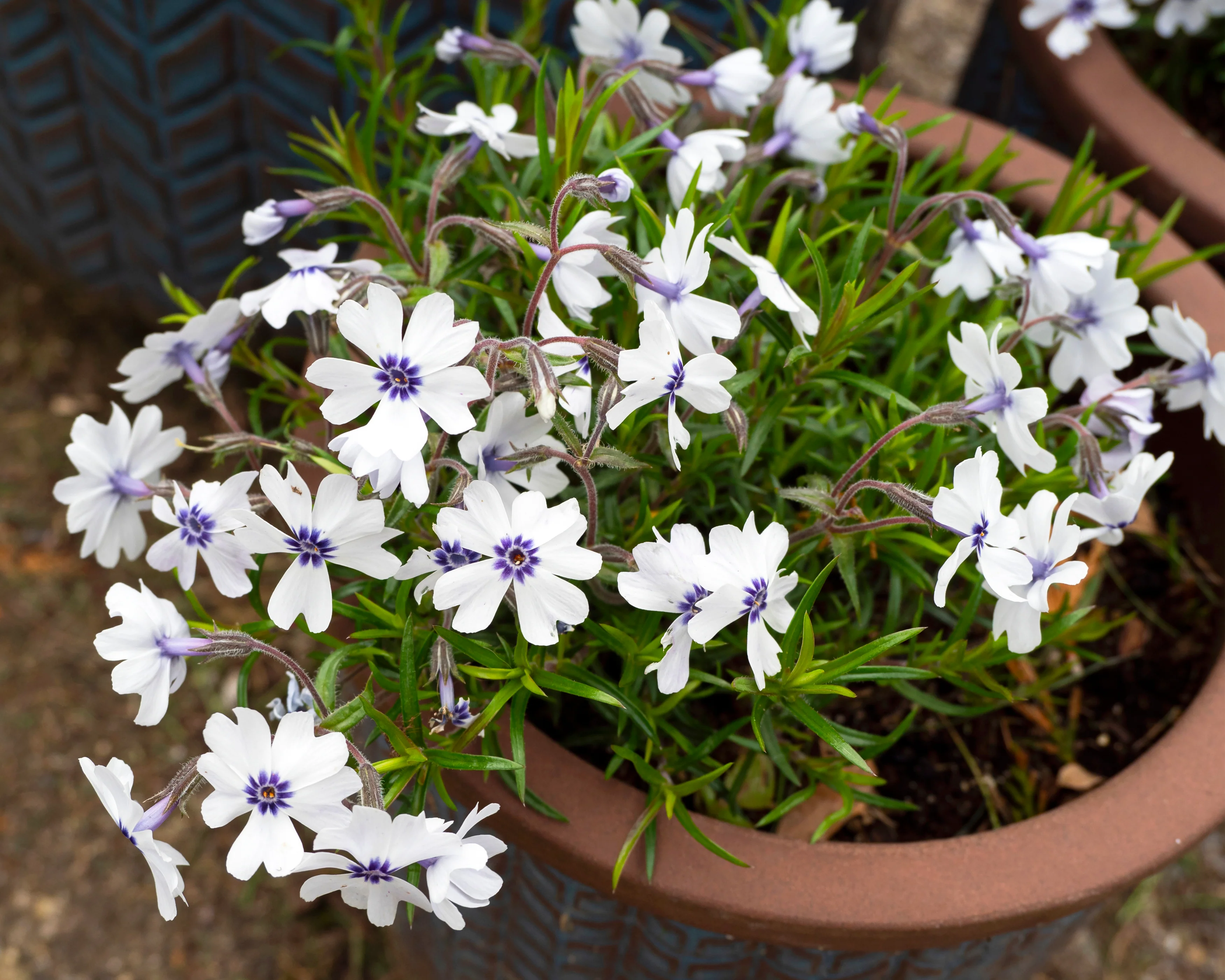 Phlox 'Bavaria' - Image 2
