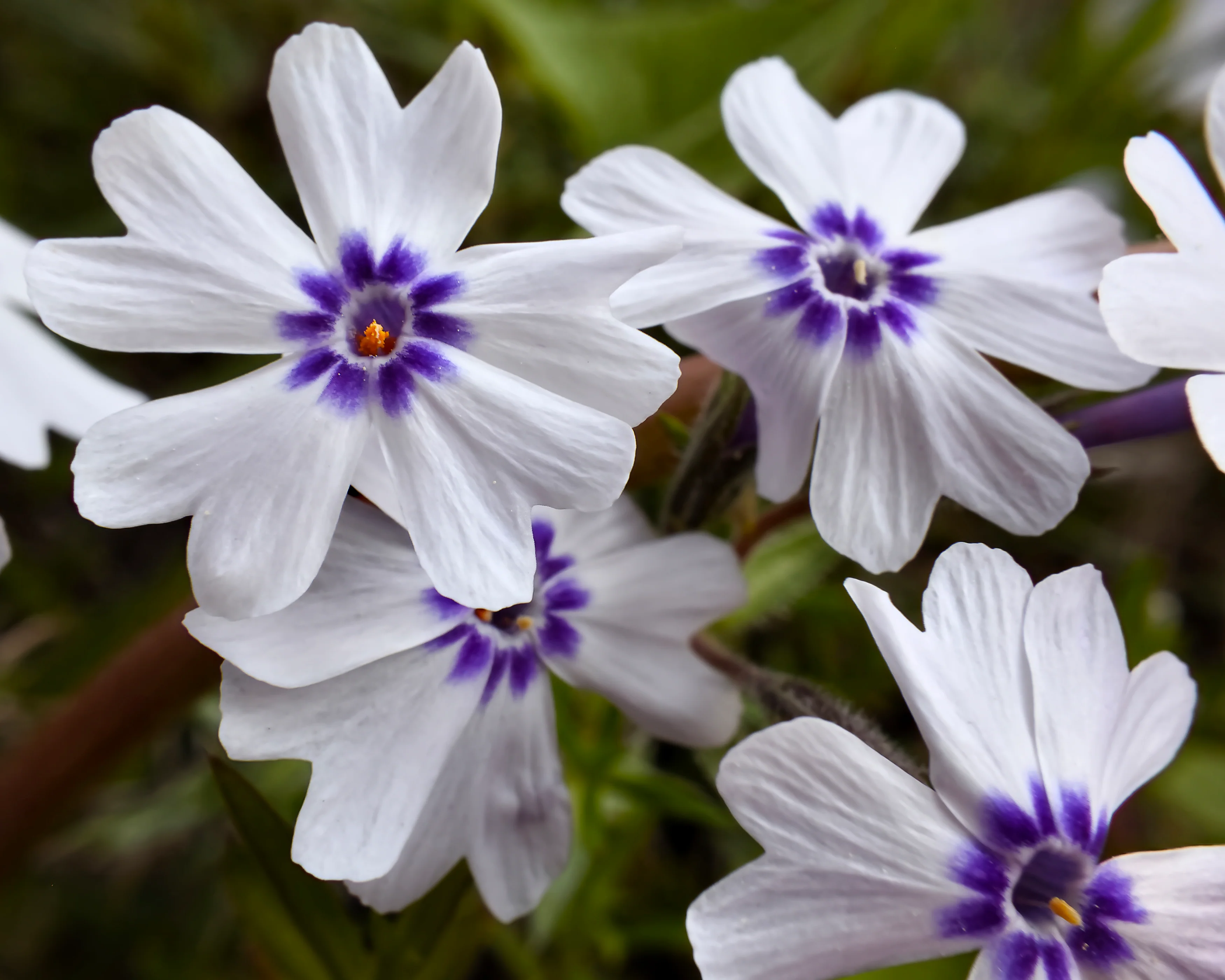 Phlox 'Bavaria' - Image 3