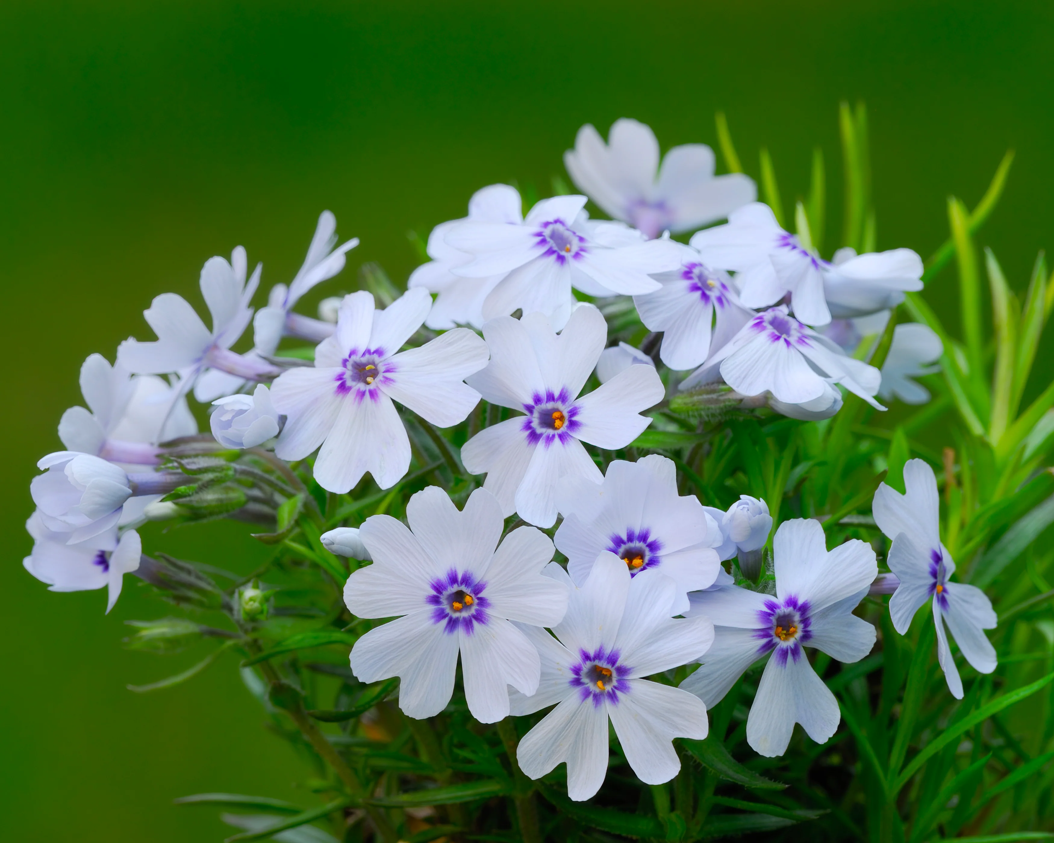 Phlox 'Bavaria' - Image 5