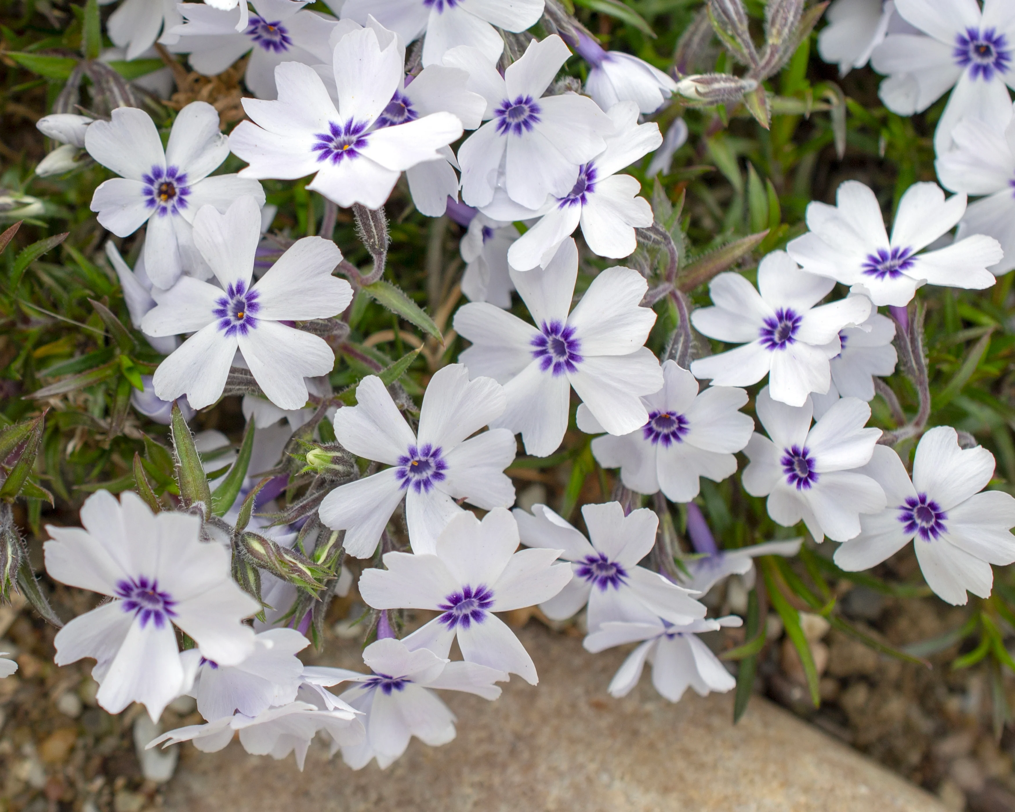 Phlox 'Bavaria' - Image 6