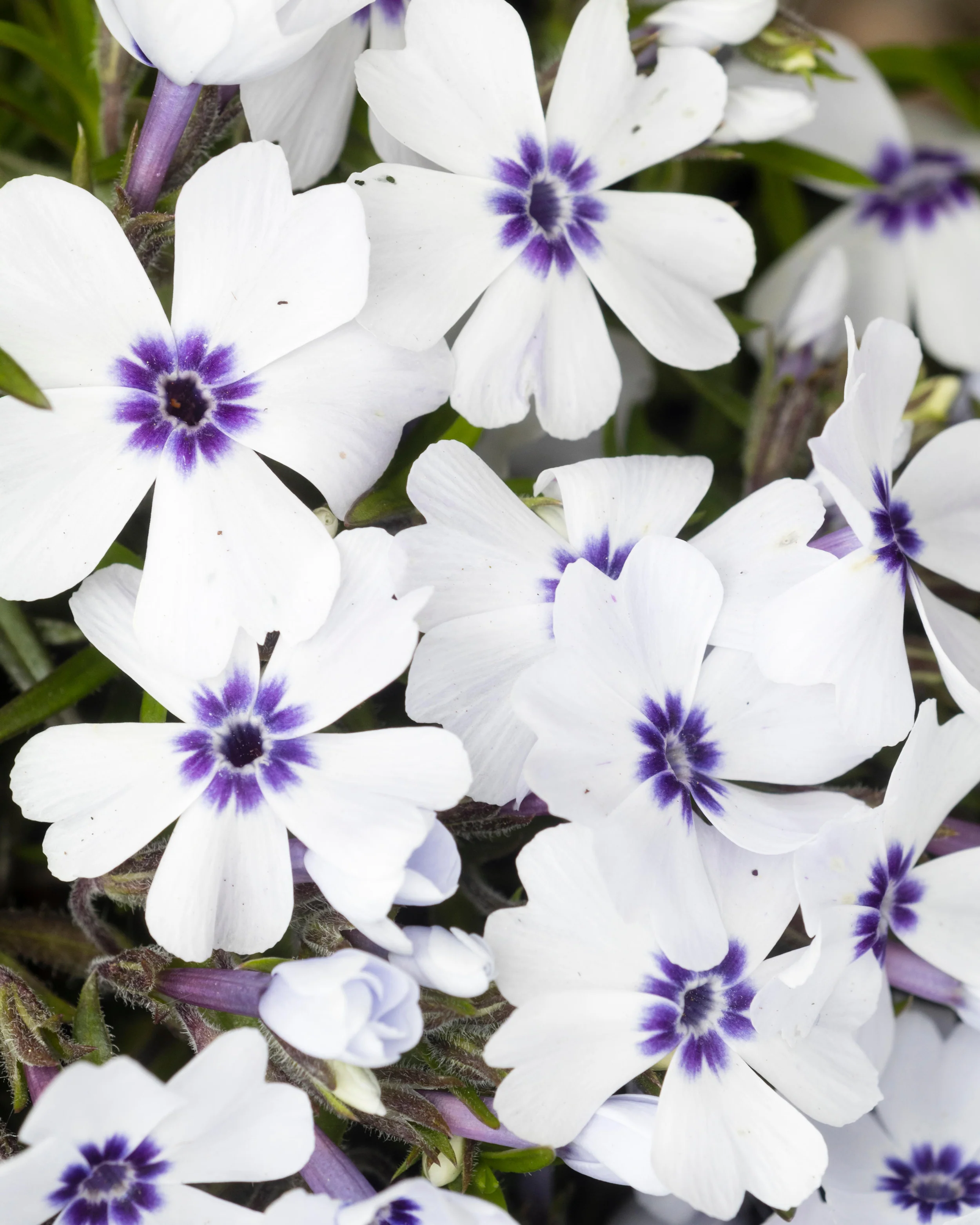 Phlox 'Bavaria' - Image 7