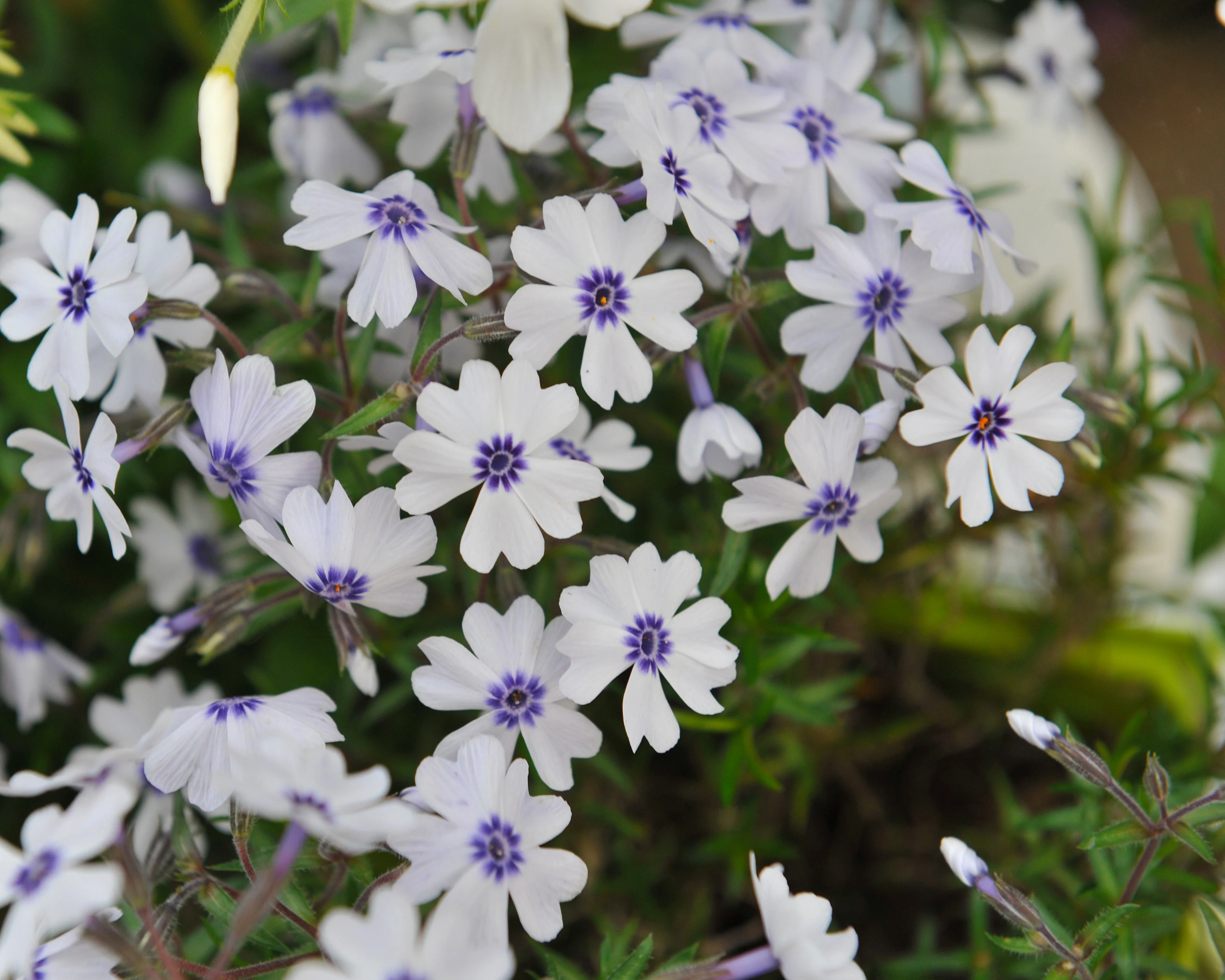 Phlox 'Bavaria' - Image 8