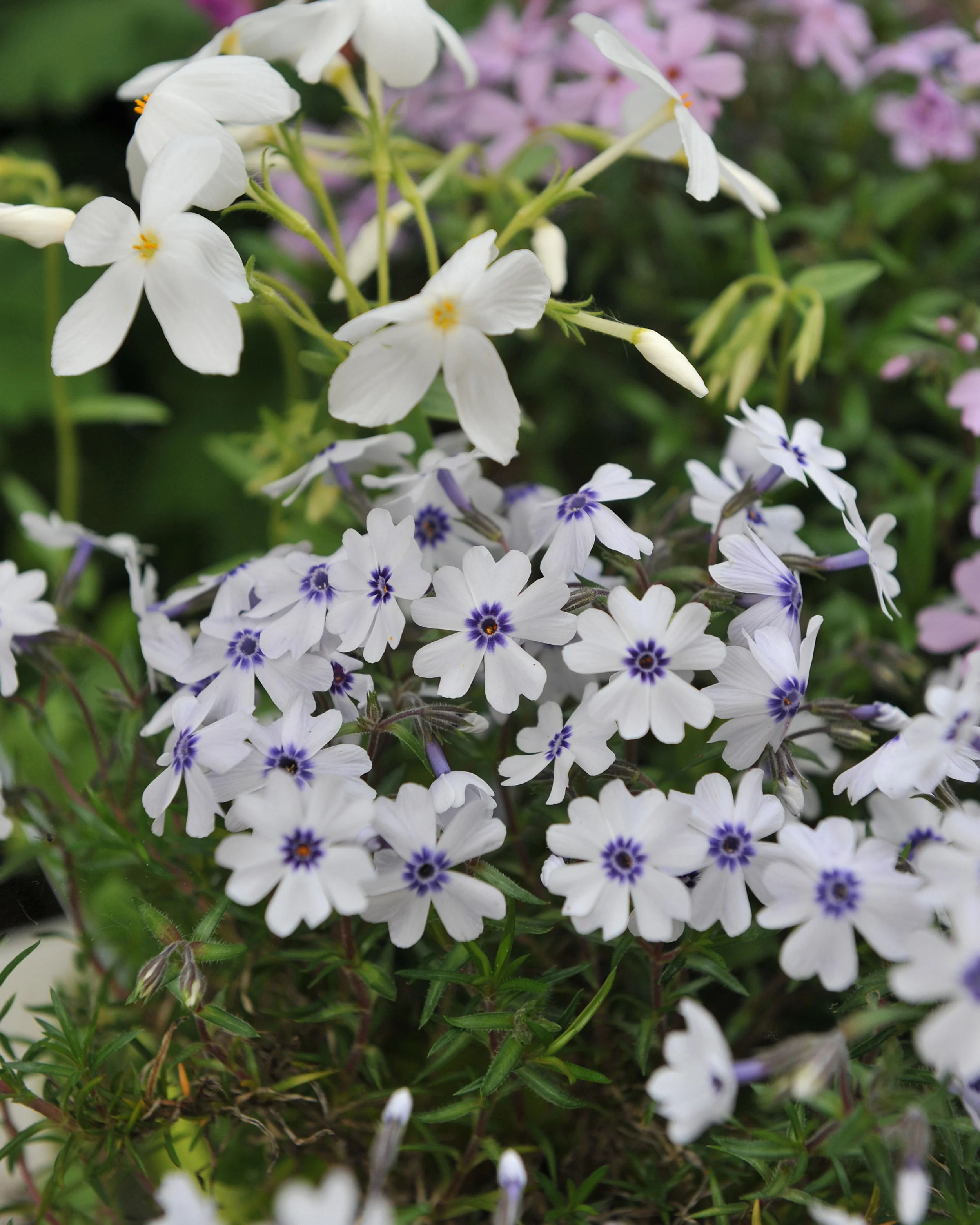Phlox 'Bavaria' - Image 9