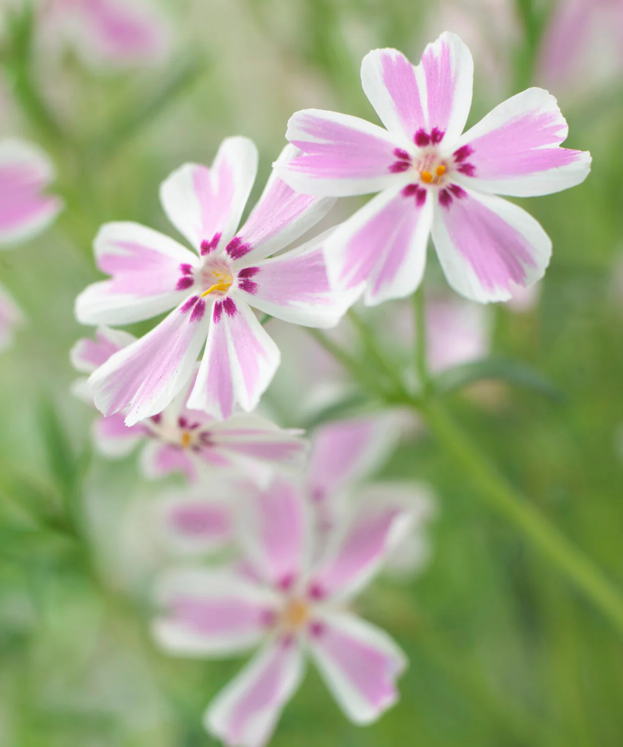 Phlox 'Candy Stripe' - Image 11