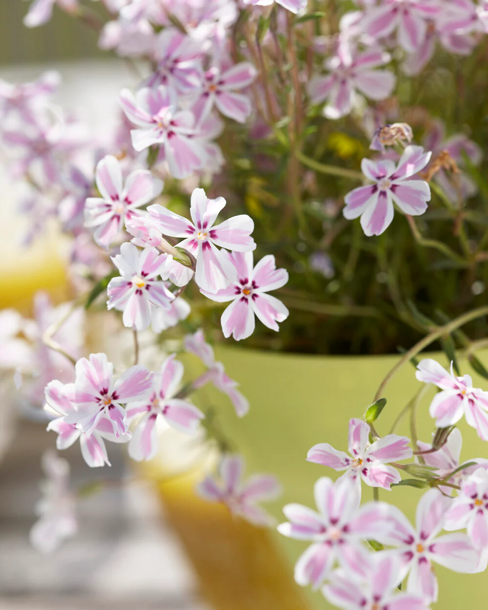 Phlox 'Candy Stripe' - Image 9