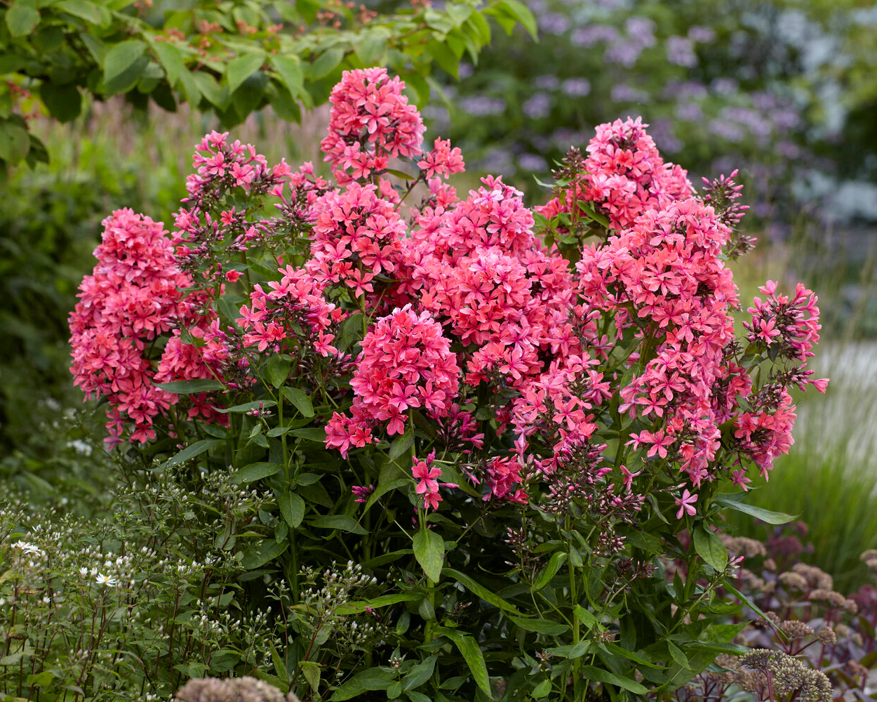 Phlox 'Cleopatra' - Image 2