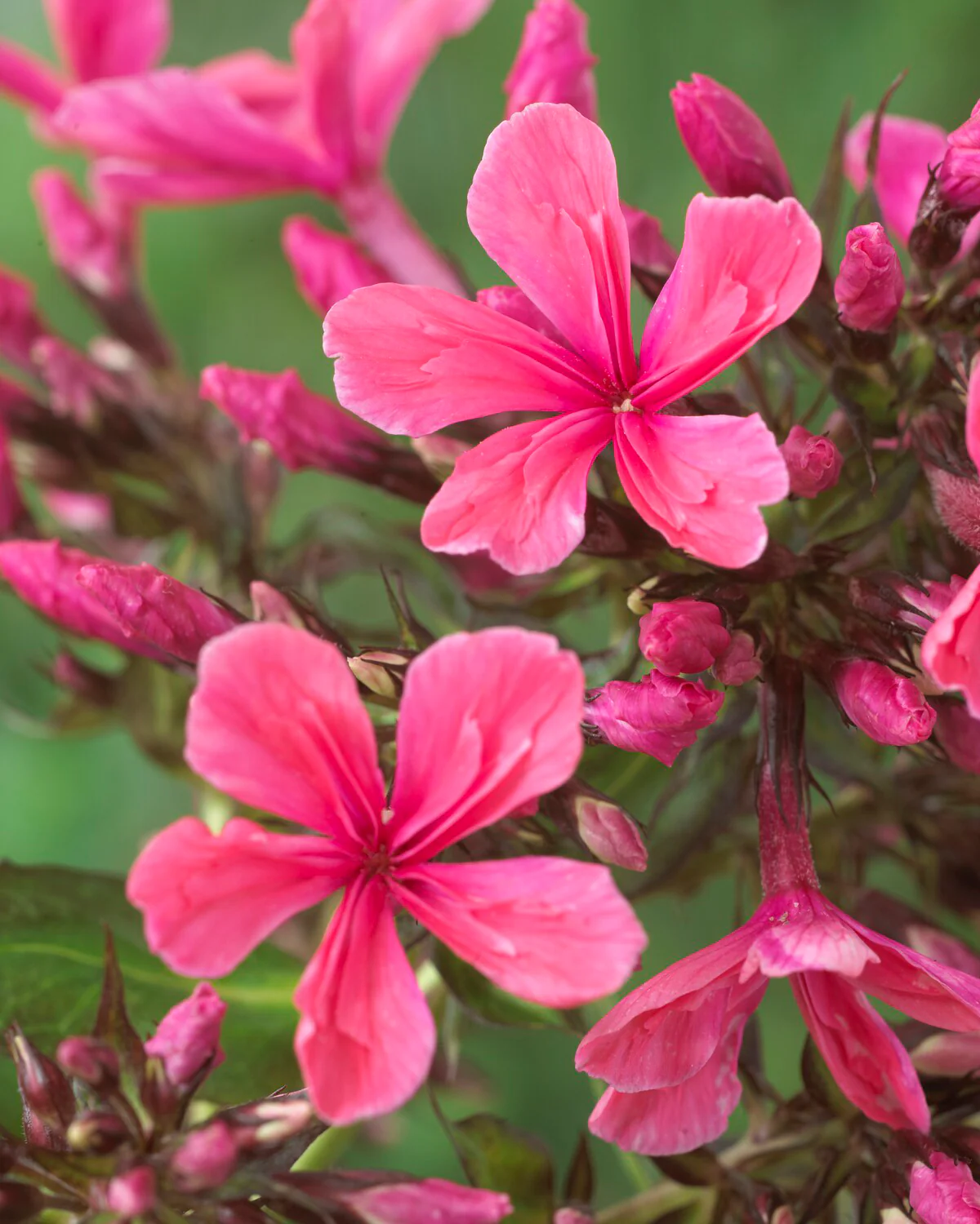 Phlox 'Cleopatra' - Image 3