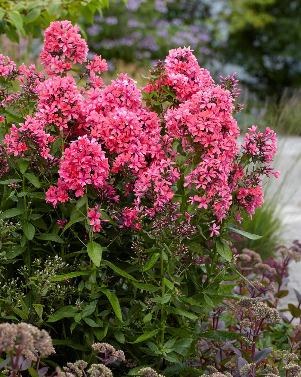 Phlox 'Cleopatra' - Image 5