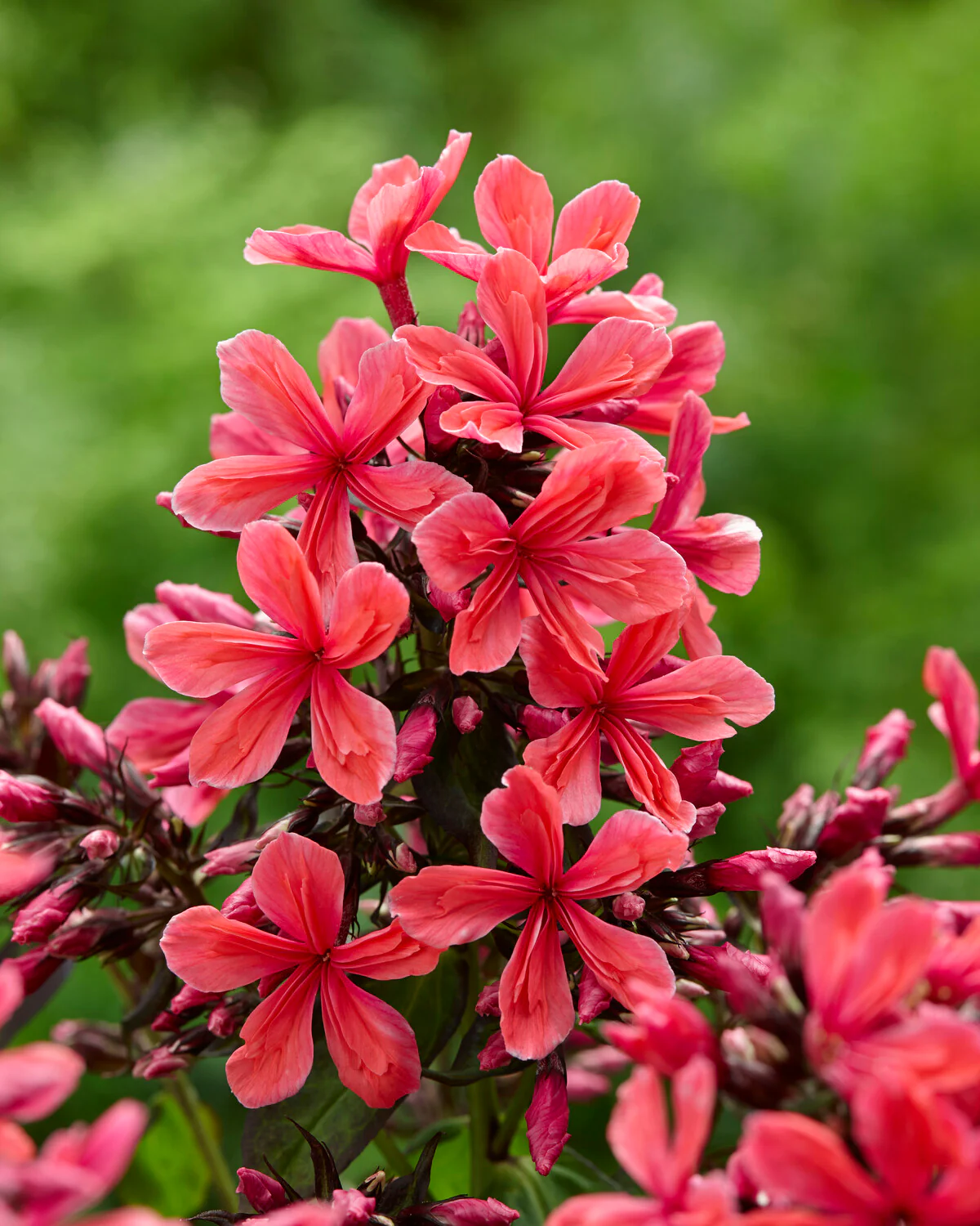 Phlox 'Cleopatra' - Image 6