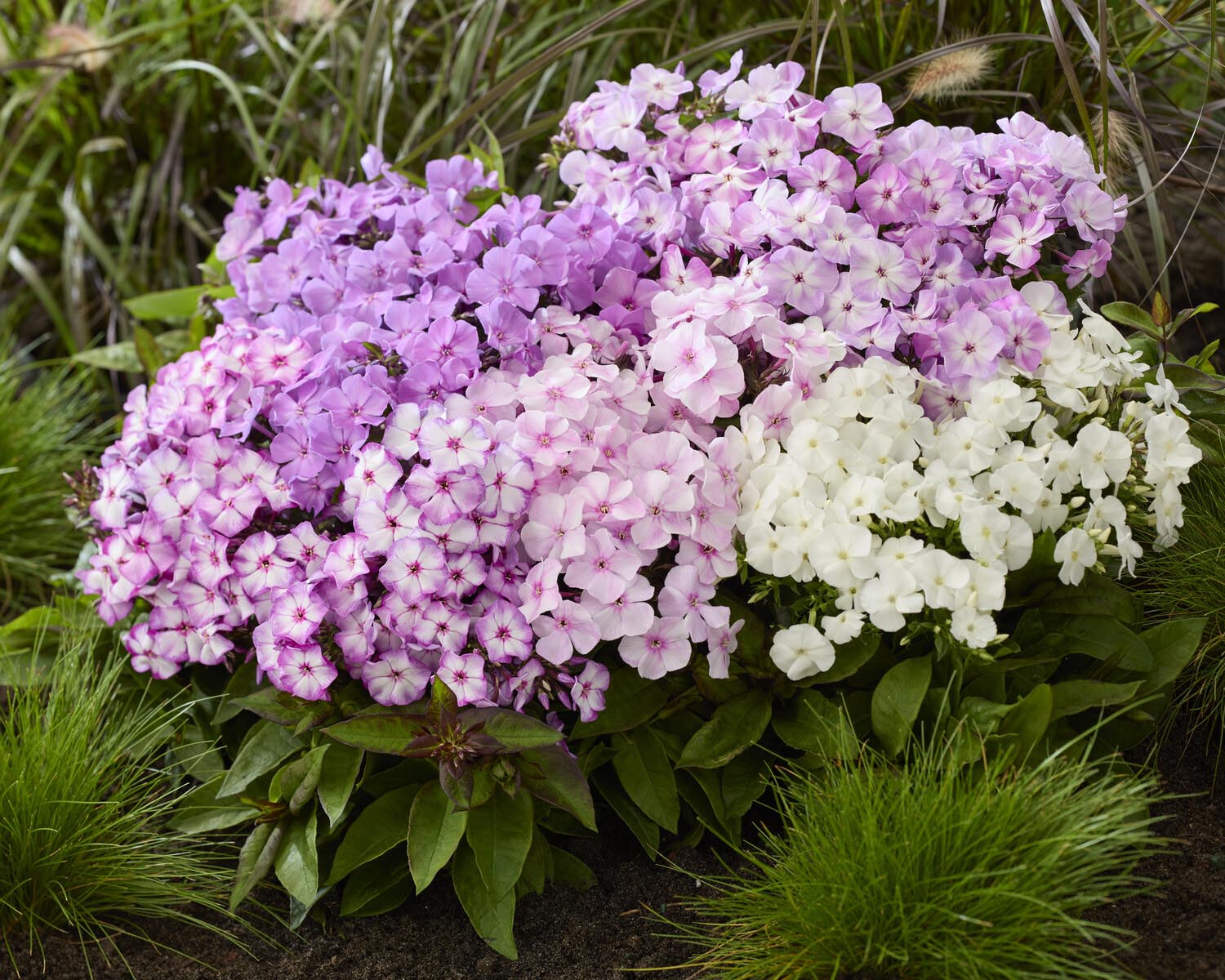 Phlox 'Flatscreen Blush' - Image 3