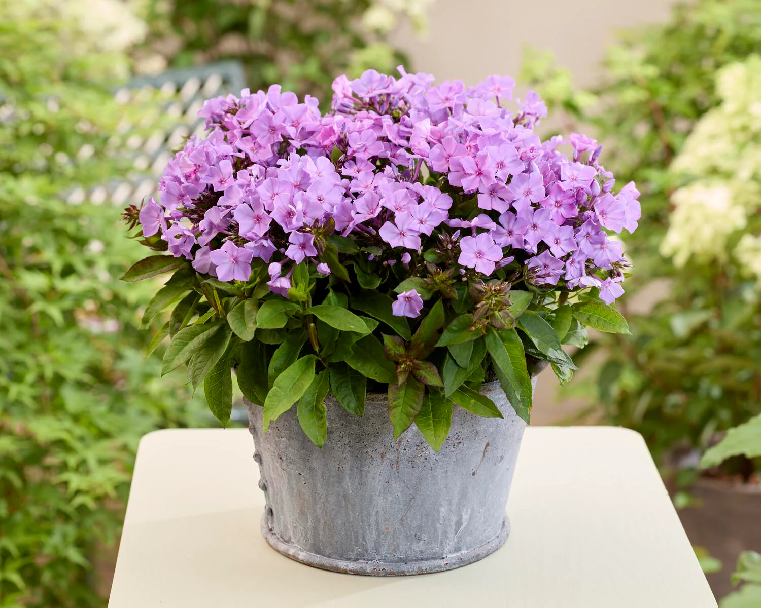 Phlox 'Flatscreen Haze' - Image 3