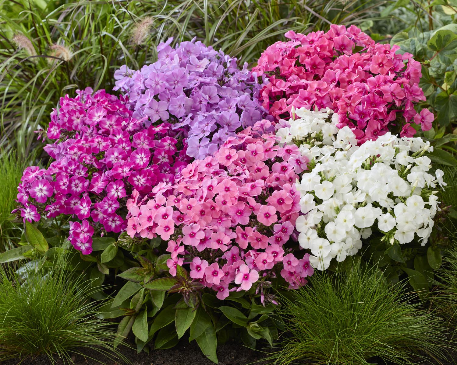 Phlox 'Flatscreen Dusk' - Image 3