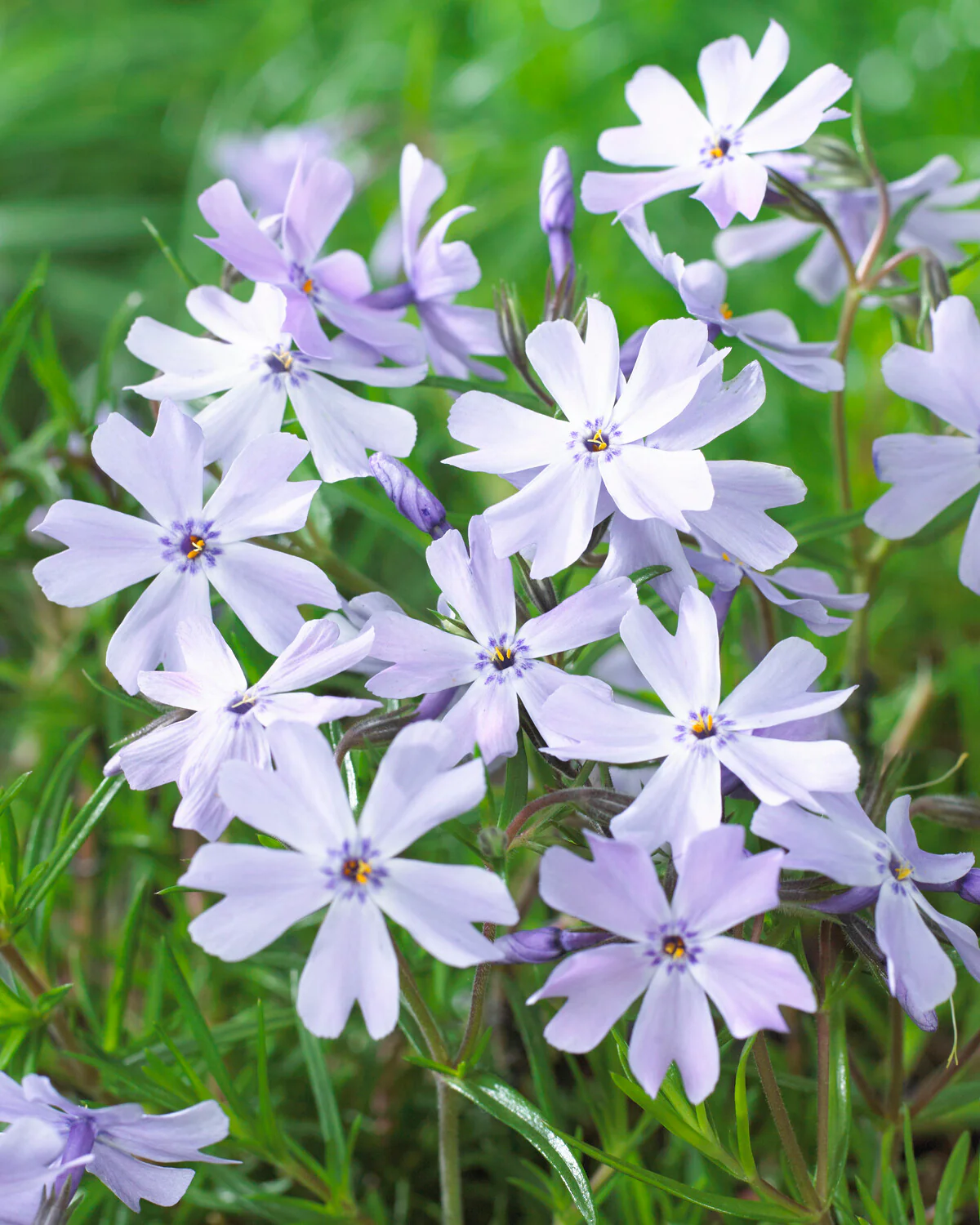 Phlox 'Ground Blue' - Image 2