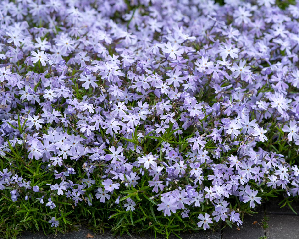 Phlox 'Ground Blue' - Image 3