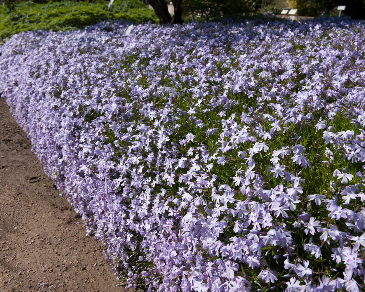 Phlox 'Ground Blue' - Image 4