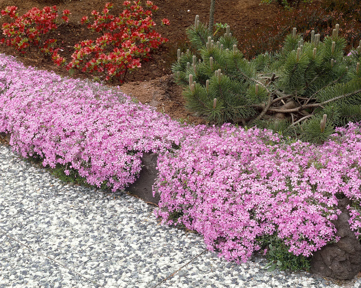 Phlox 'Ground Pink' - Image 2
