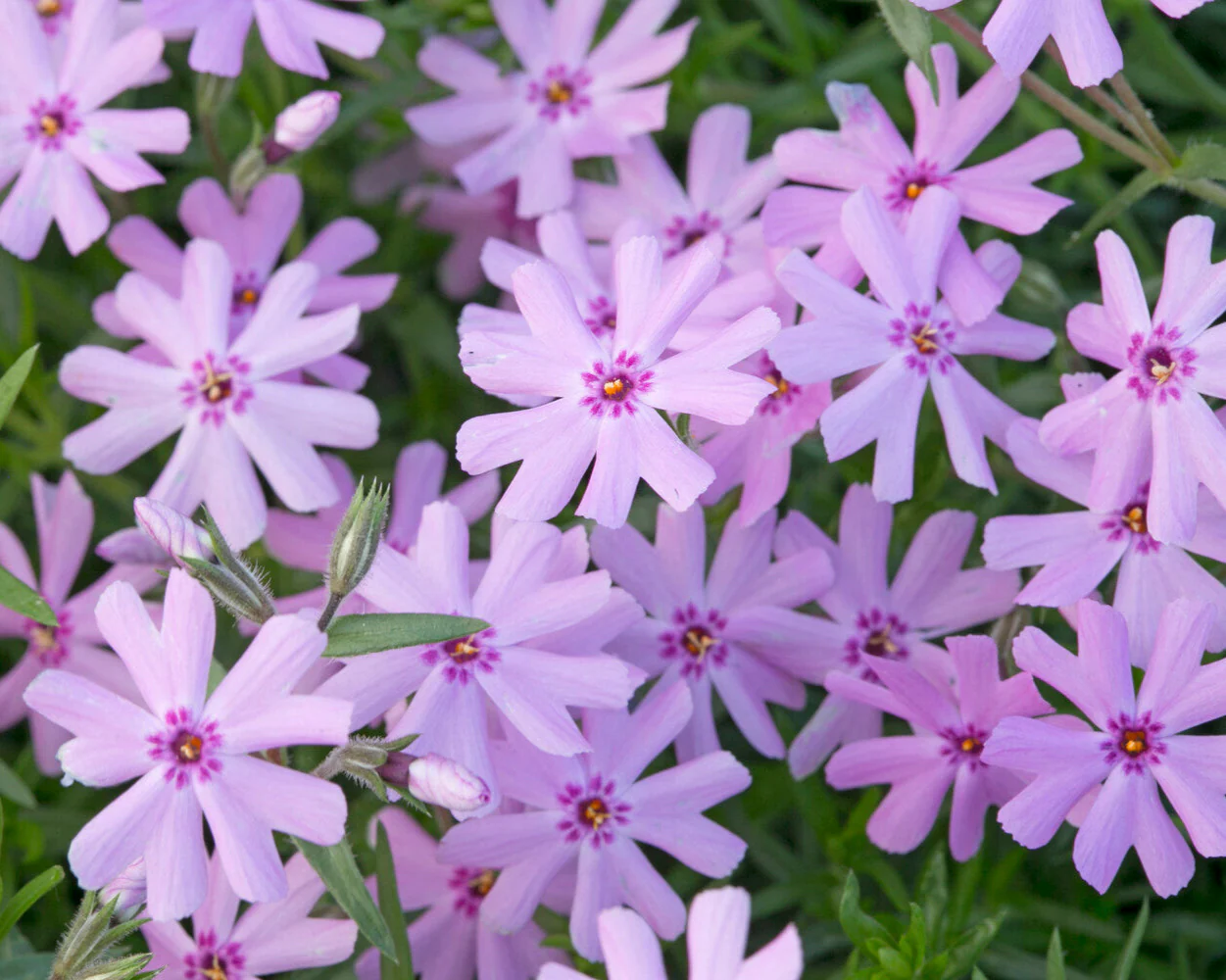 Phlox 'Ground Pink' - Image 4