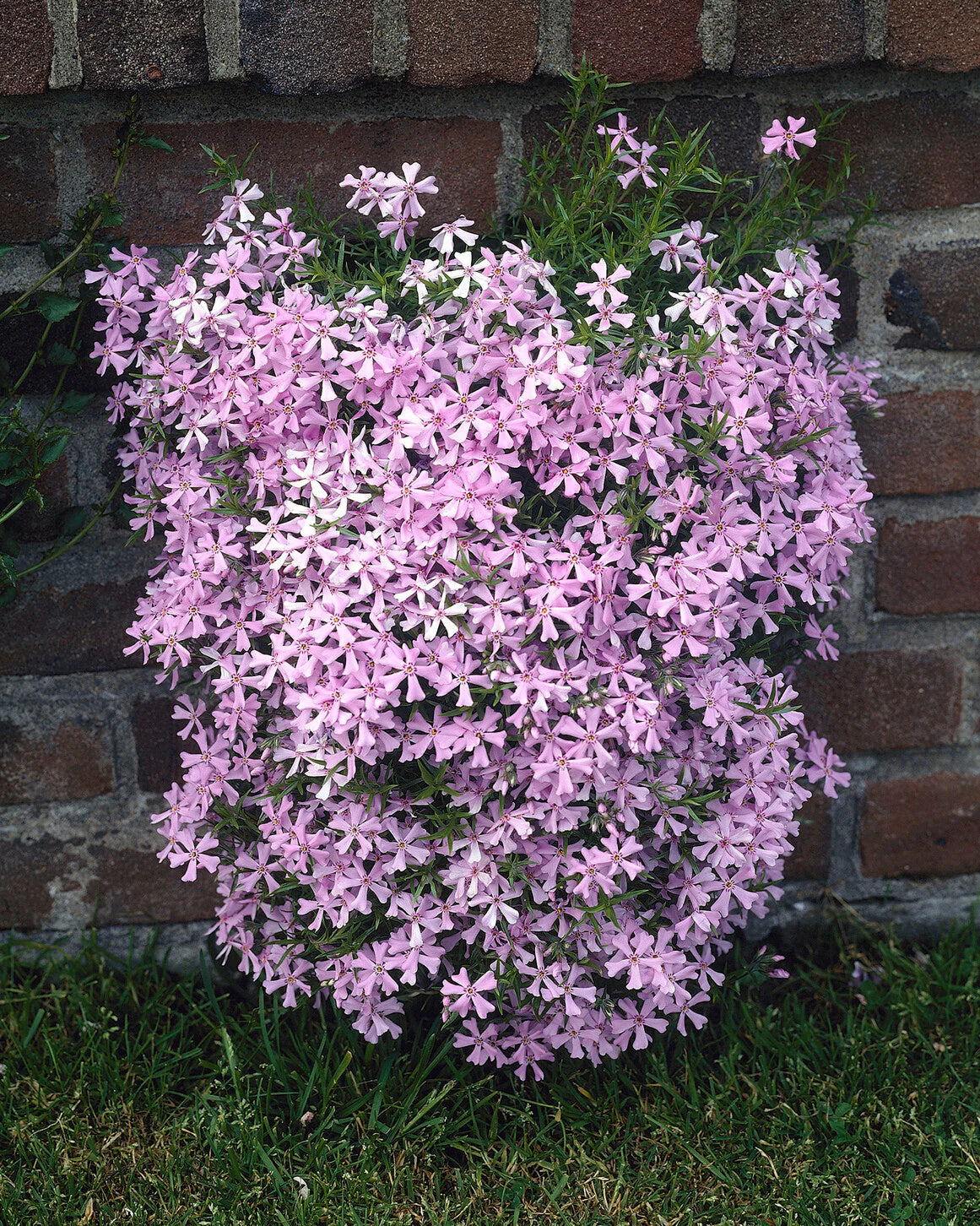 Phlox 'Ground Pink' - Image 5