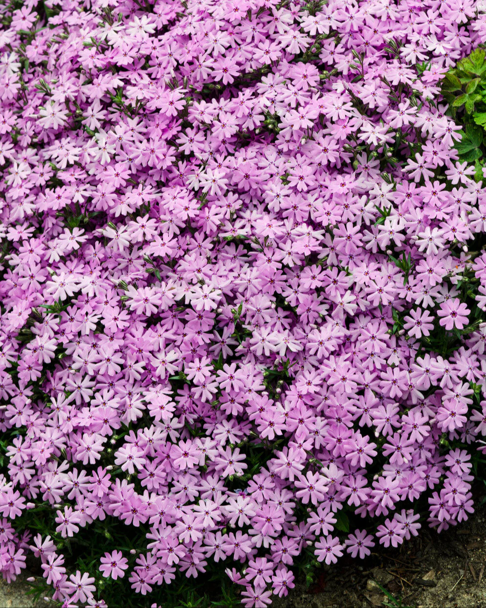 Phlox 'Ground Pink' - Image 6