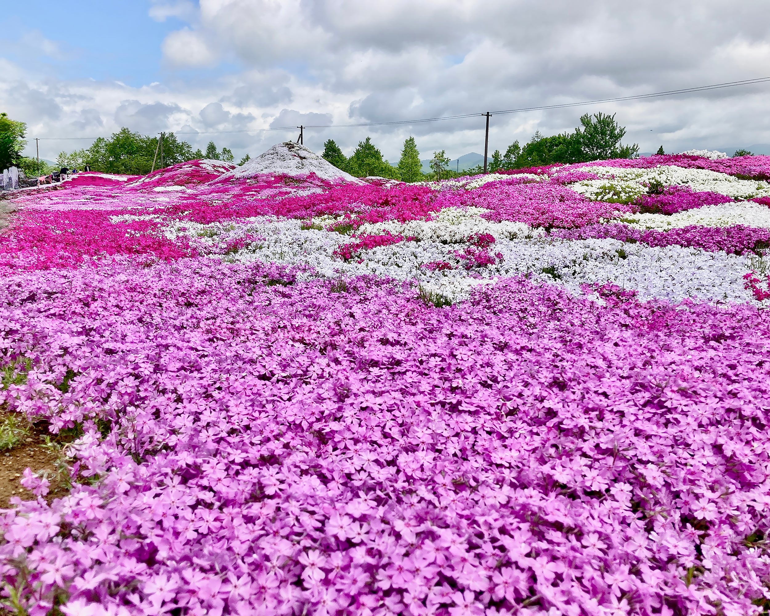 Phlox 'Ground Pink' - Image 7