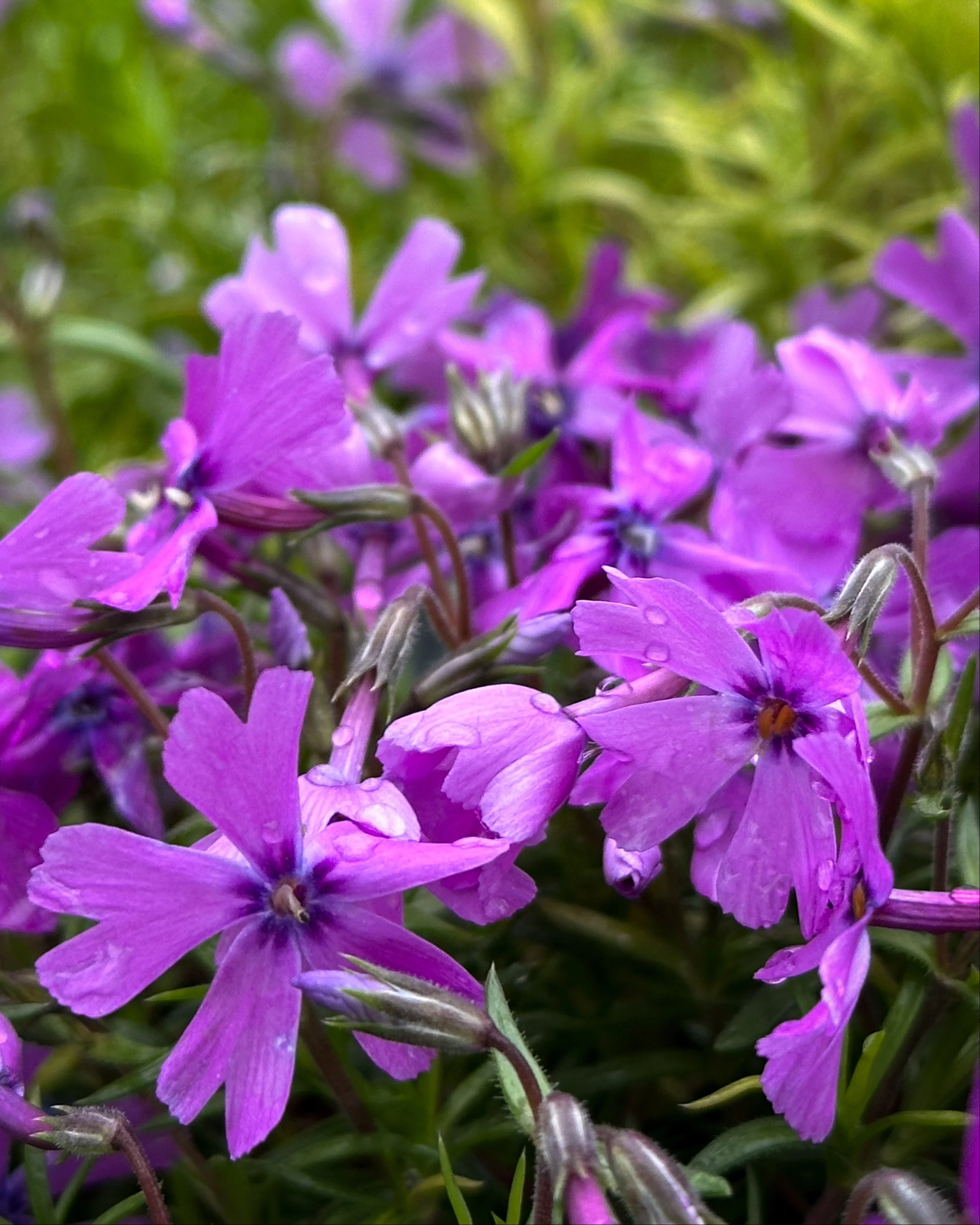 Phlox 'Ground Purple' - Image 2
