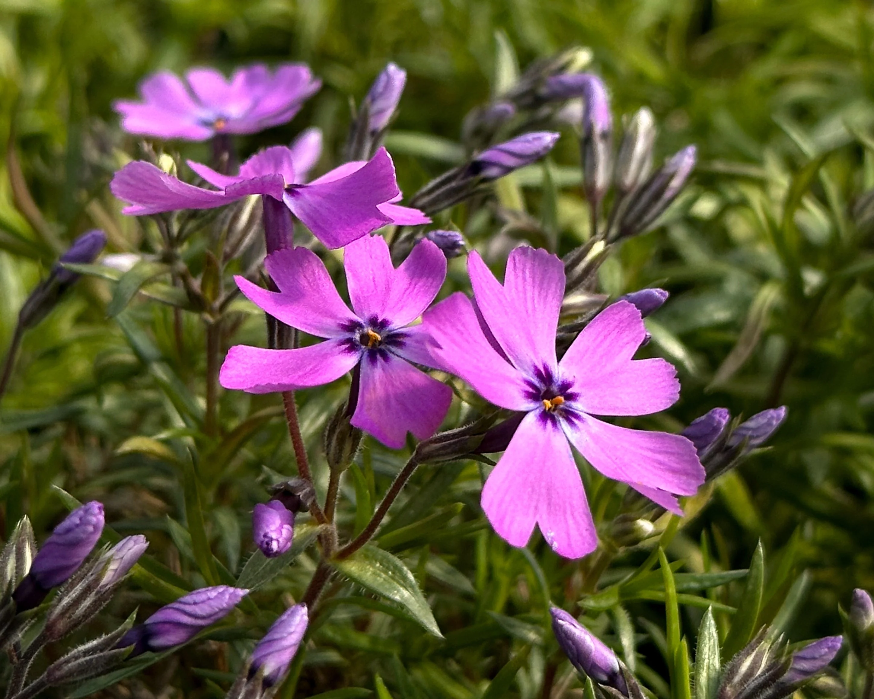 Phlox 'Ground Purple' - Image 4