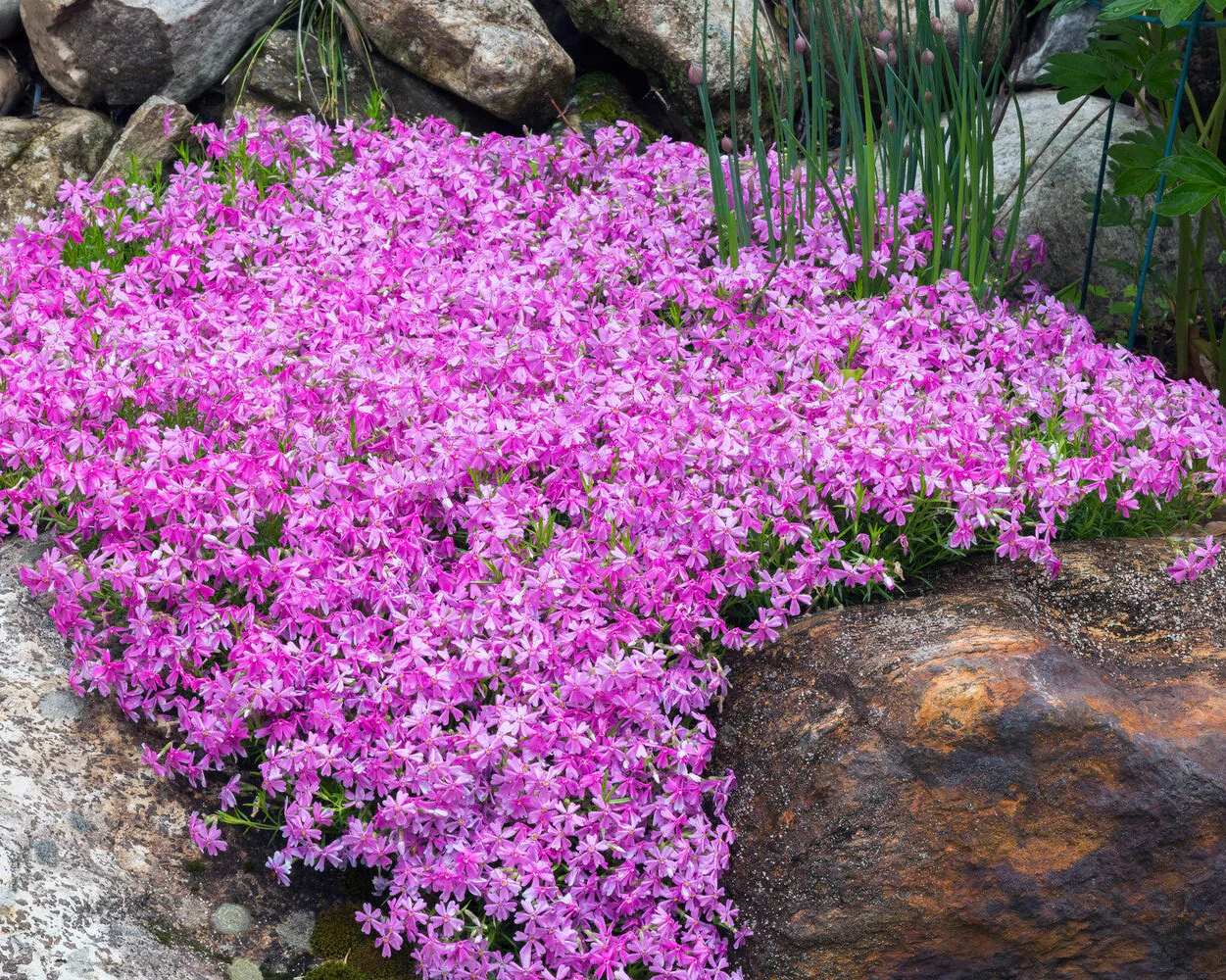 Phlox 'Ground Purple' - Image 5