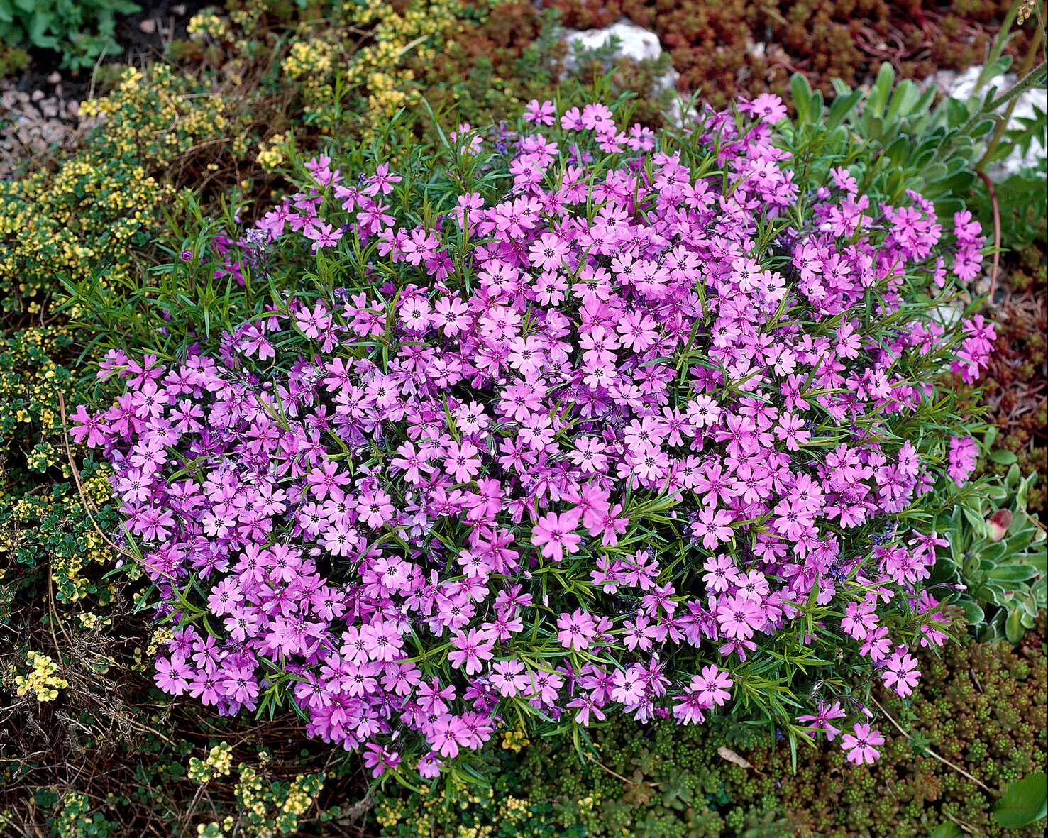 Phlox 'Ground Purple' - Image 6