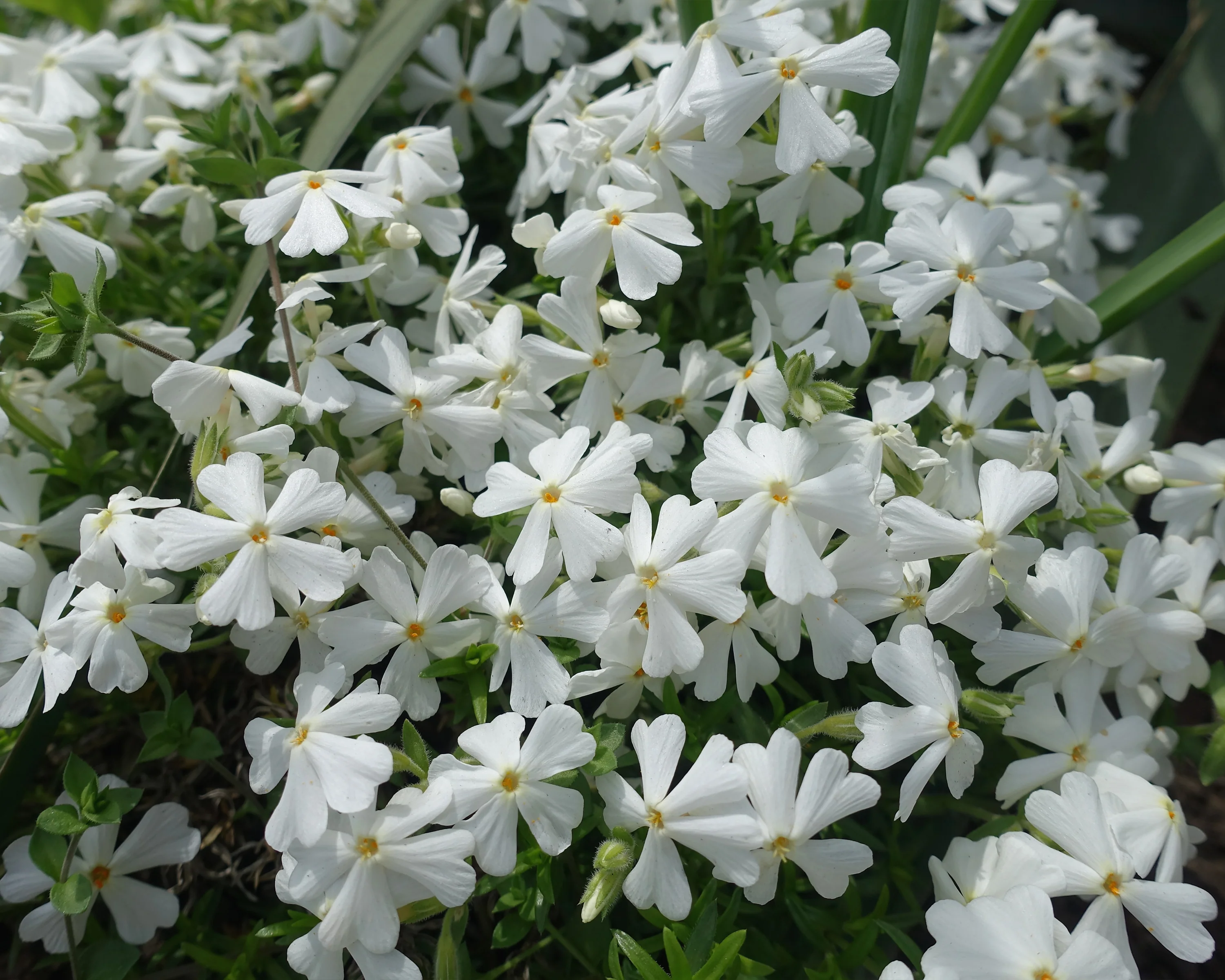 Phlox 'Ground White' - Image 7
